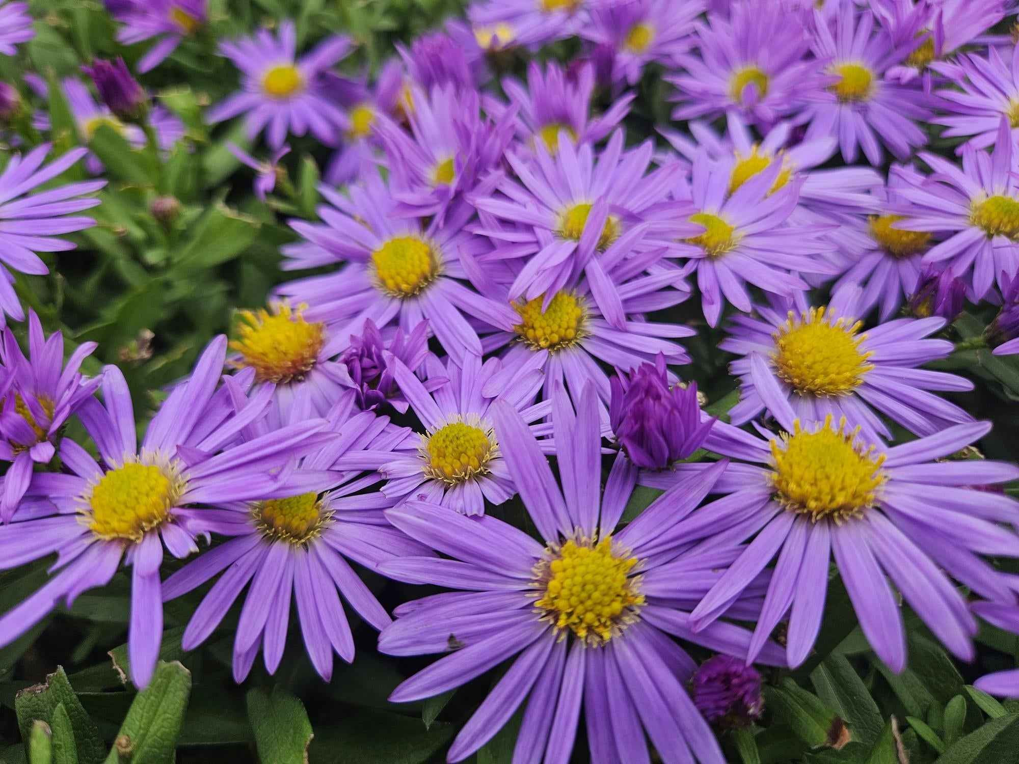 Image of Kissen – Aster (D) 'Prof. Anton Kippenberg' – ↕10-25cm – Ø9cm – Lila Herbstblüte – Pflegeleicht – Beete & Töpfe-1