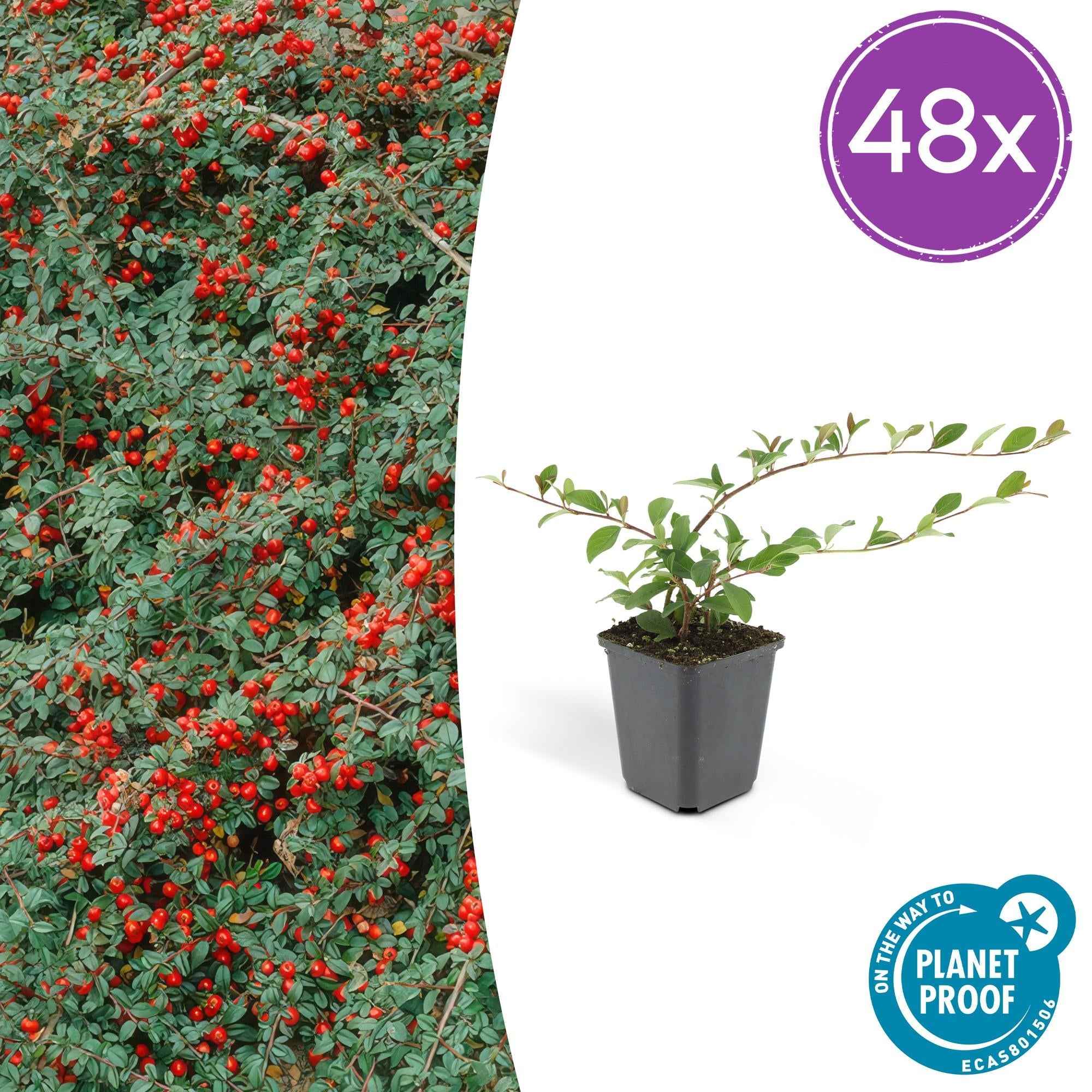 Image of Cotoneaster dammeri – Winterharter Bodendecker mit weißen Blüten & roten Beeren – ↕10-25cm – Ø9cm – Pflegeleicht & flächendeckend-0