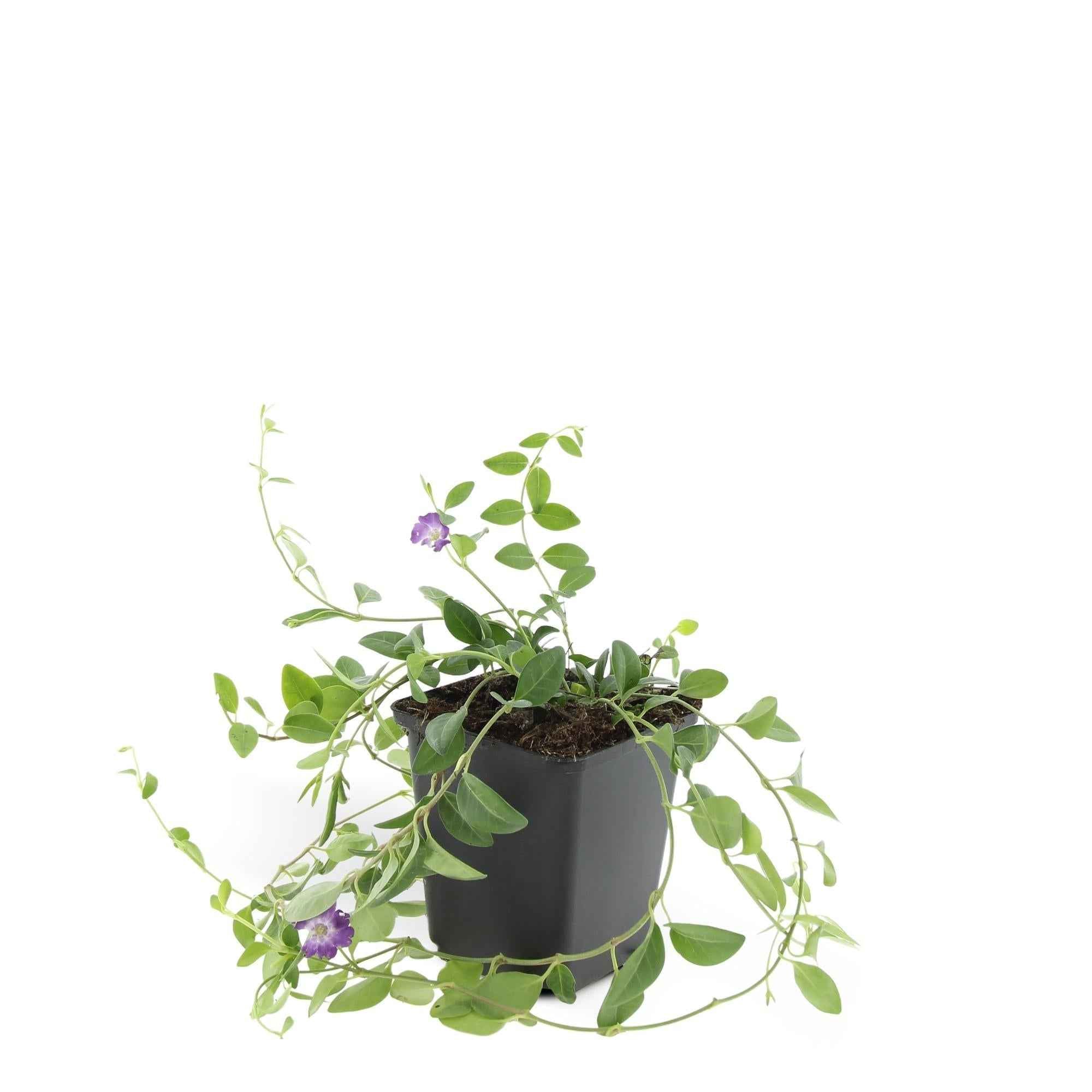 Image of Vinca minor ‘Atropurpurea’ – ↕10-25cm – Ø9cm – Immergrüner Bodendecker – Lila Blüte – Pflegeleicht – Für Sonne & Schatten-3