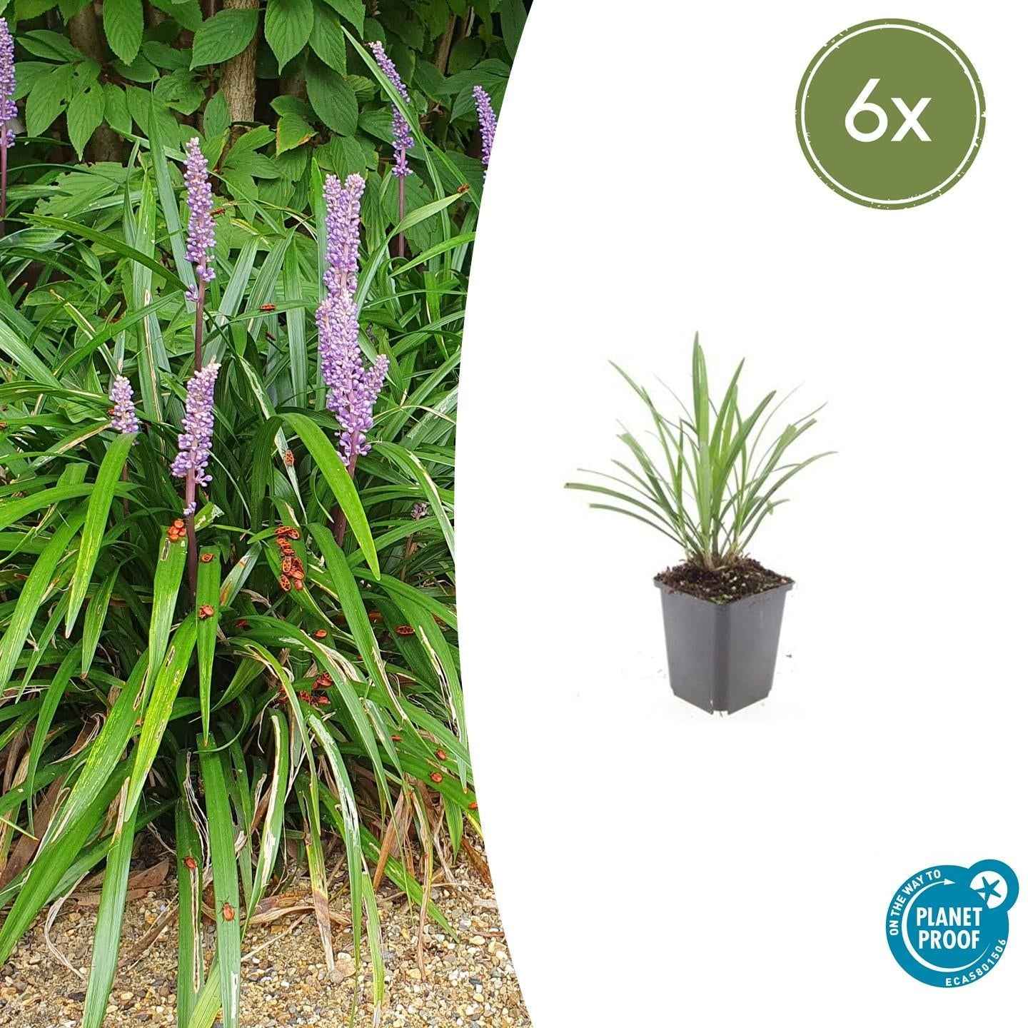 Image of Lilientraube Liriope muscari 'Ingwersen' – ↕10-25cm – Ø9cm –, Immergrün, Violette Blüten, Winterhart, Pflegeleicht