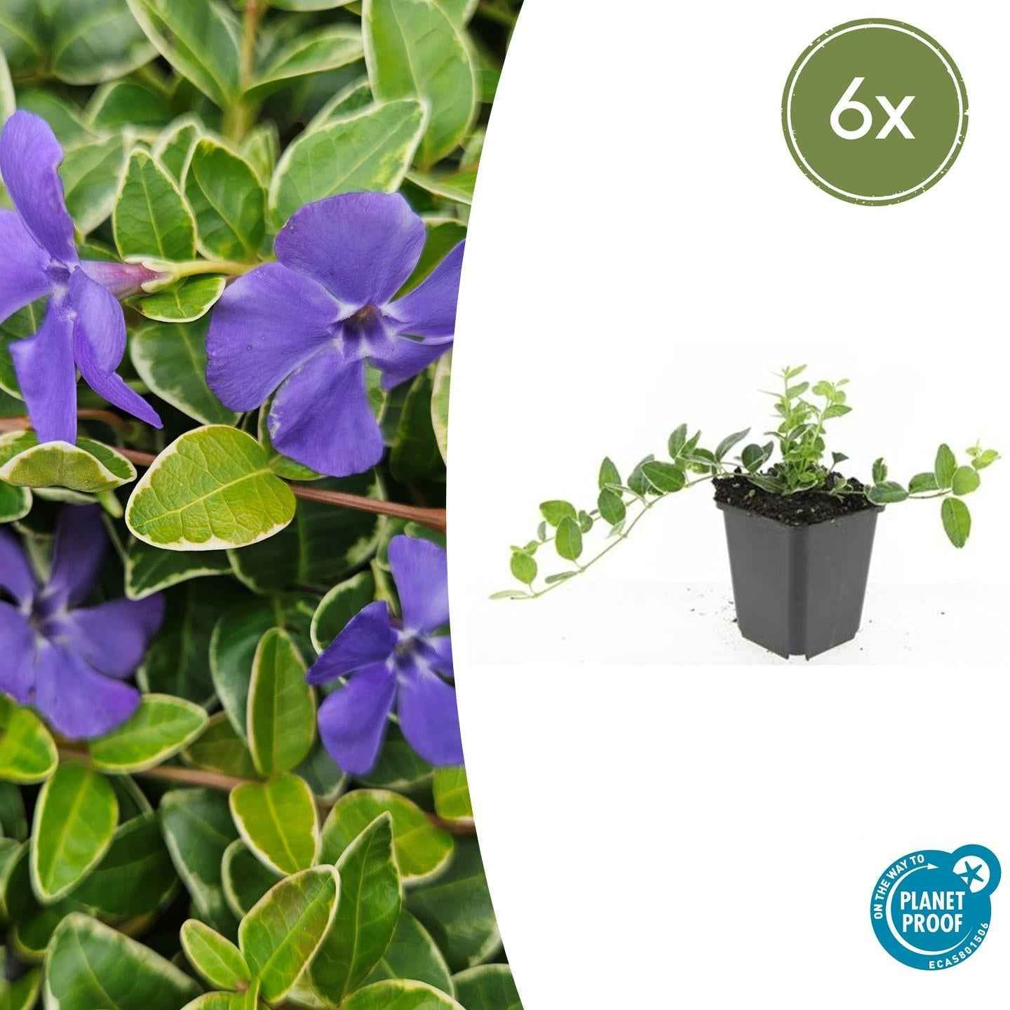 Image of Kleinblättriges Immergrün Vinca minor 'Ralph Shugert' – ↕10-25cm – Ø9cm – Lavendelfarbene Blüten – Immergrün & pflegeleicht-2
