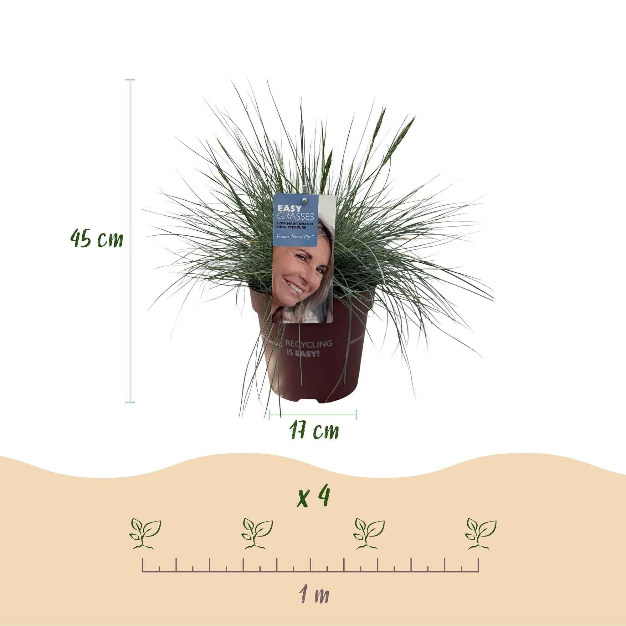 Image of Blauschwingel Festuca glauca Intense Blue – Ø17cm – Immergrün – Pflegeleicht – Blaugrüne Ziergras – Höhe ca. 50cm-3