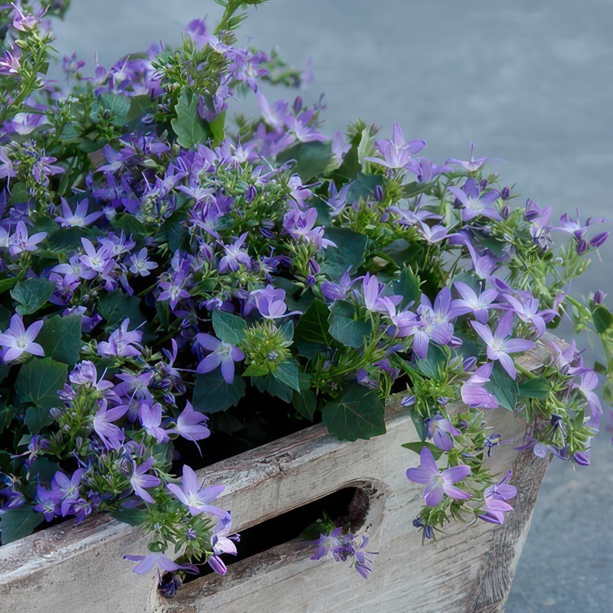 Image of Campanula poscharskyana 'Stella' – Hängepolster – Glockenblume – Blaue Blüten – ↕10-25cm – Ø9cm – Überhängend & pflegeleicht-5