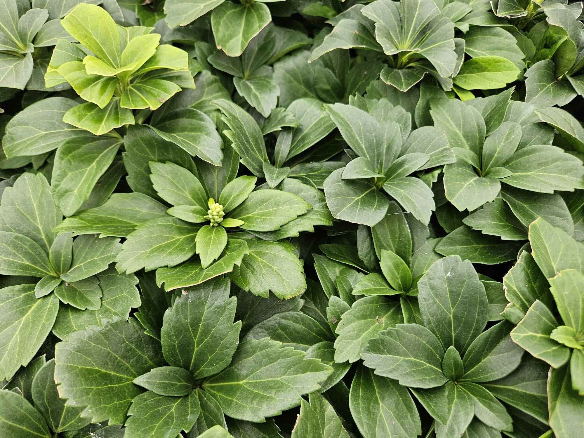 Image of Pachysandra terminalis – ↕10-25cm – Ø9cm – Immergrün – Bodendecker – Schatten – Pflegeleicht – Japanischer Ysander