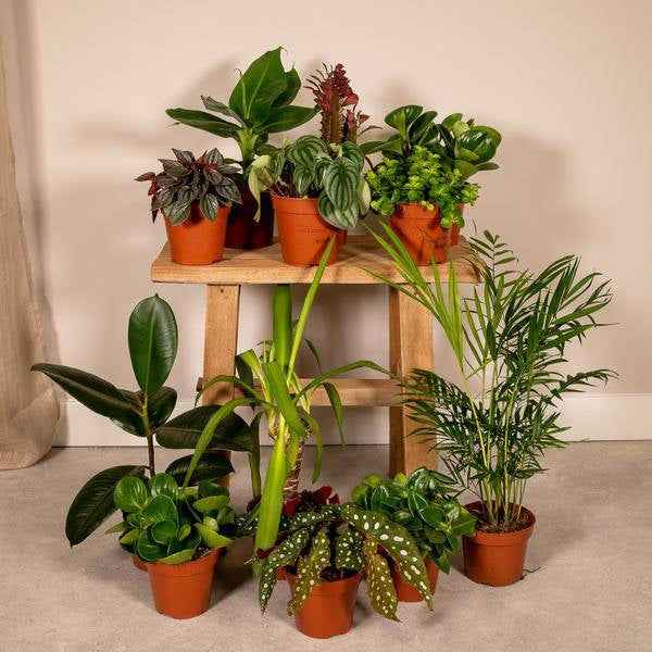 Image of Außenseiterbox Set für Urban Jungle, Fensterbank, Wohnzimmer & Büro-0