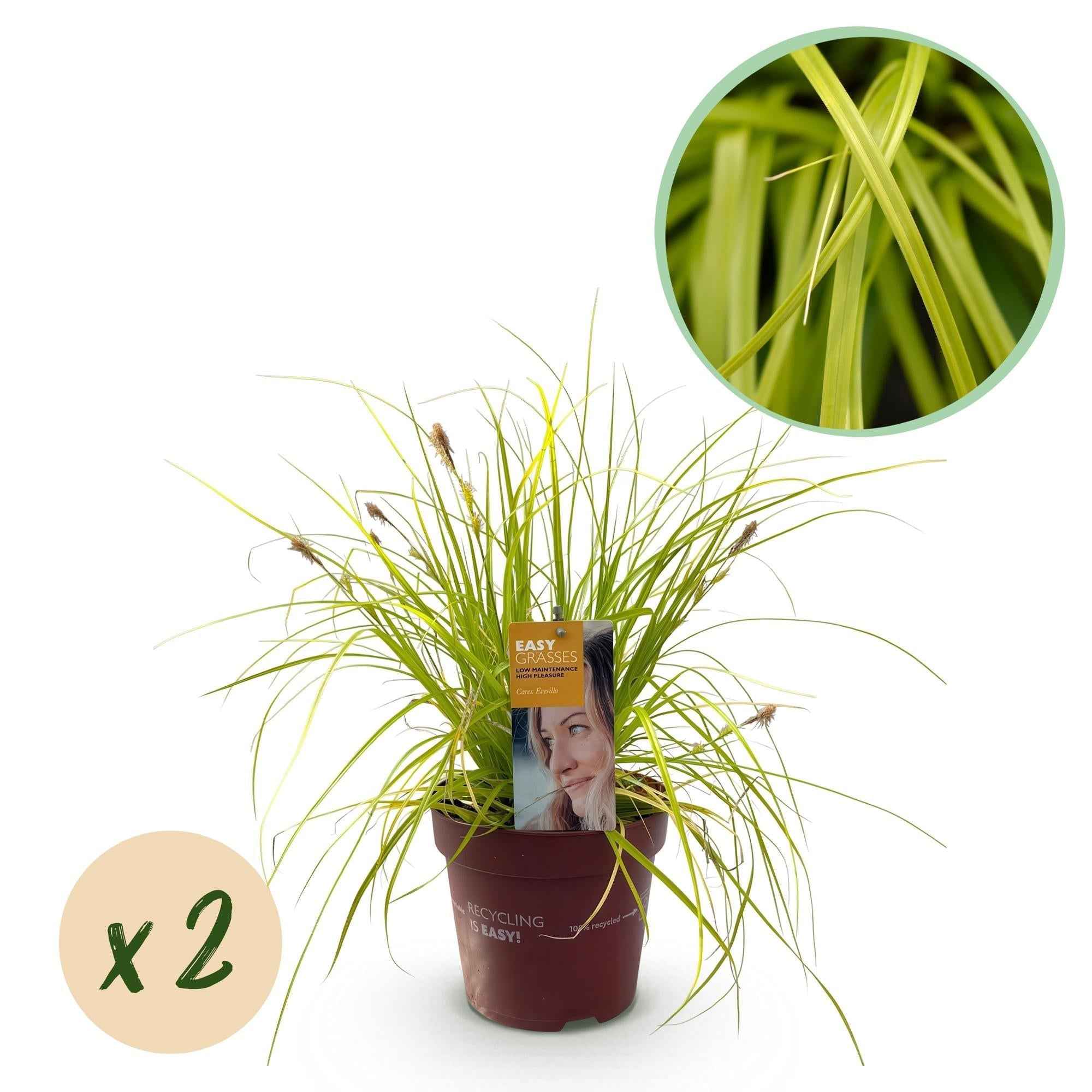 Image of Japansegge Carex oshimensis Everillo – Ø17cm – Immergrün – Pflegeleicht – Leuchtend gelbe Blätter – Ziergras Höhe ca. 50cm-1