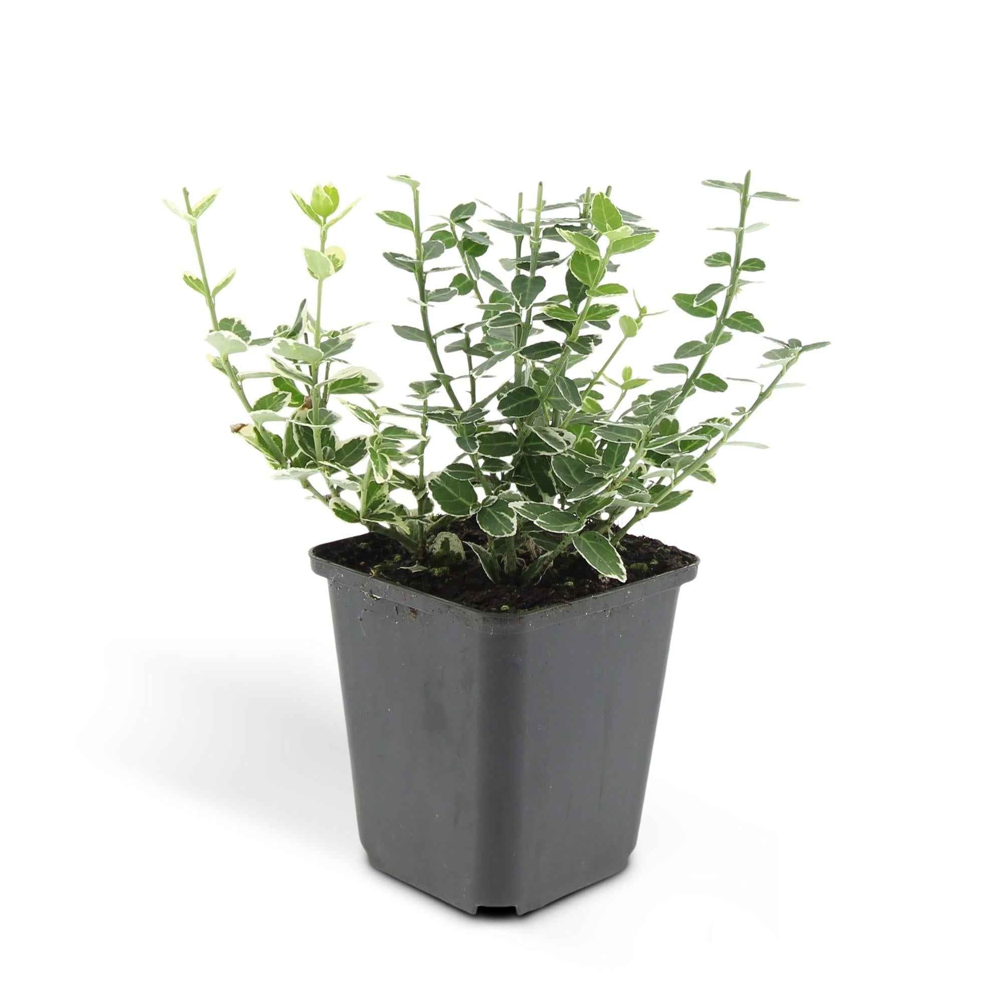 Image of Euonymus fortunei 'Emerald Gaiety' – Immergrüner Zierstrauch mit silberbunten Blättern – ↕10-25cm – Ø9cm – Pflegeleicht & winterhart-3