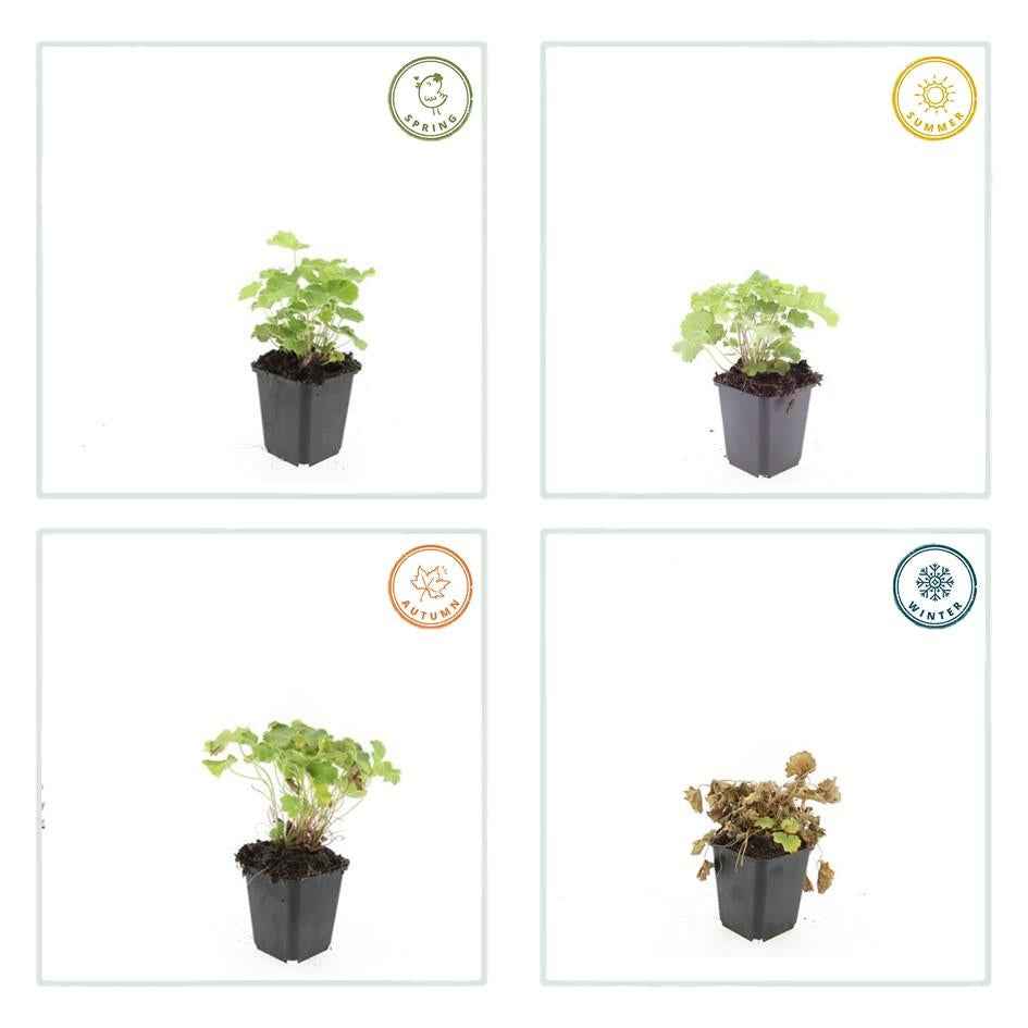 Image of Alchemilla mollis – Frauenmantel – Staude mit dekorativem Laub & gelbgrüner Blüte – ↕10-25cm – Ø9cm – pflegeleicht & winterhart-4