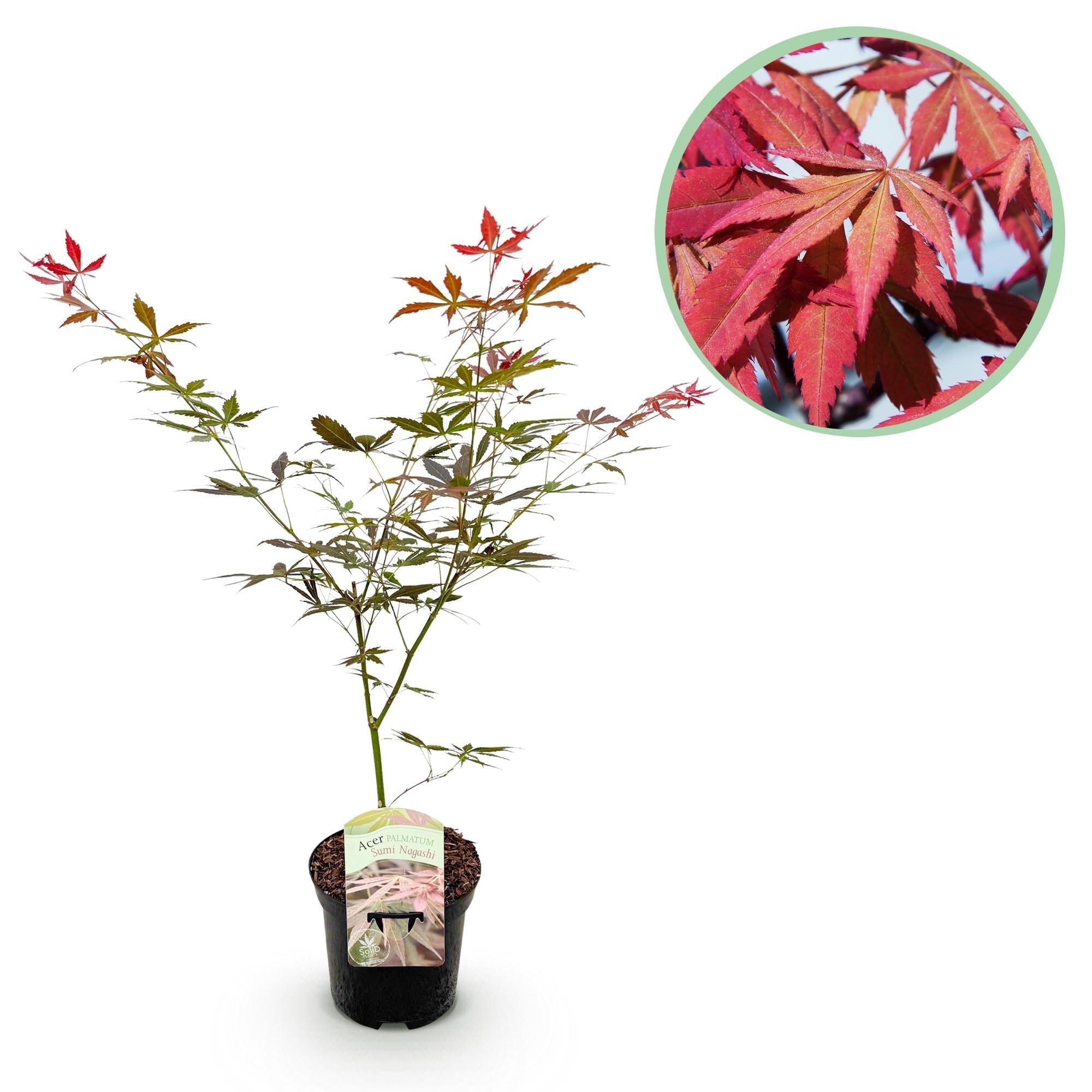 Image of Japanischer Ahorn Acer palmatum 'Sumi – nagashi' – Roter Zierahorn – Balkon – & Terrassenpflanze – Ø19cm – Ca. 70cm hoch-2
