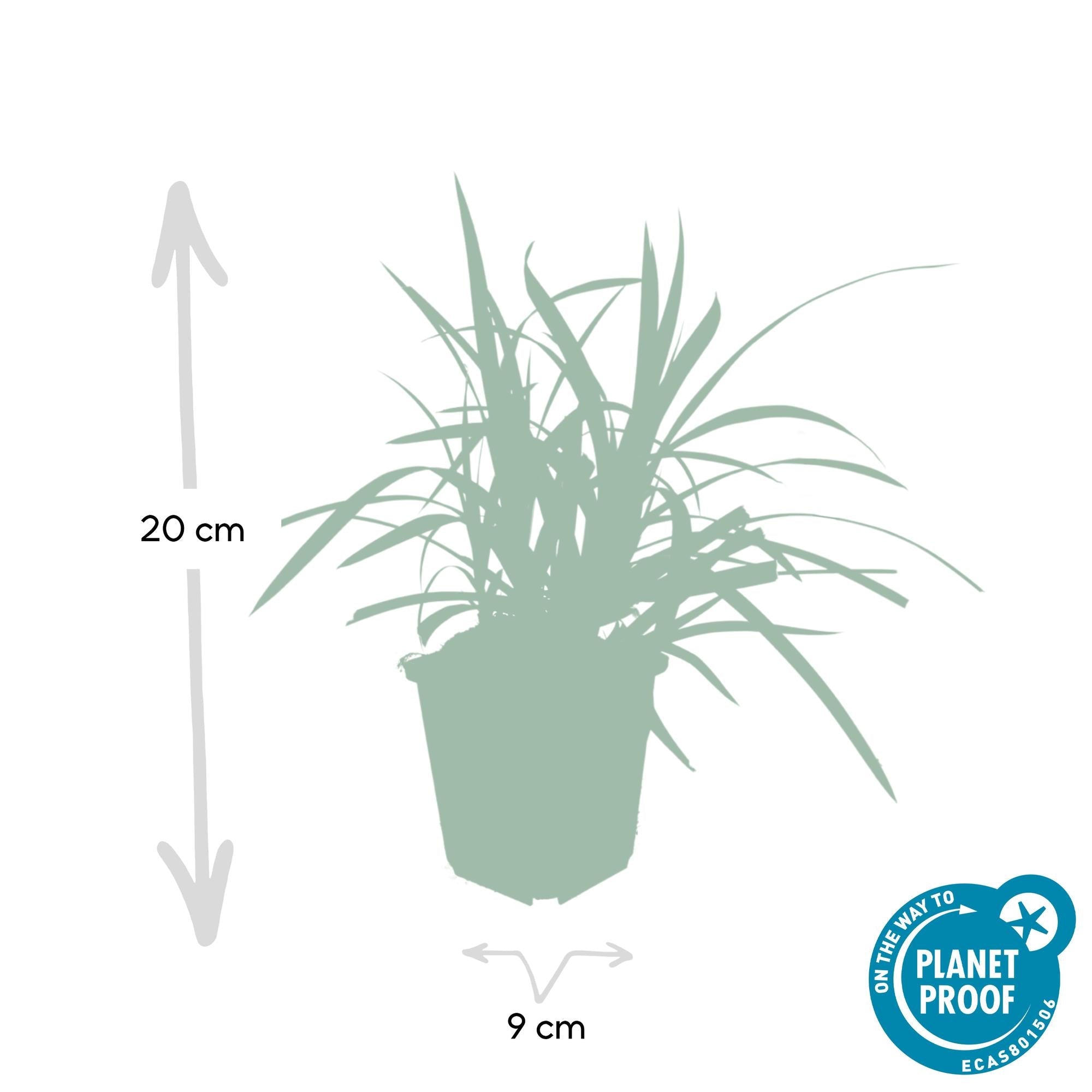 Image of Grünblättrige Segge Carex morrowii 'Irish Green' – ↕10-25cm – Ø9cm – Immergrün – Pflegeleicht – Schattentauglich-4