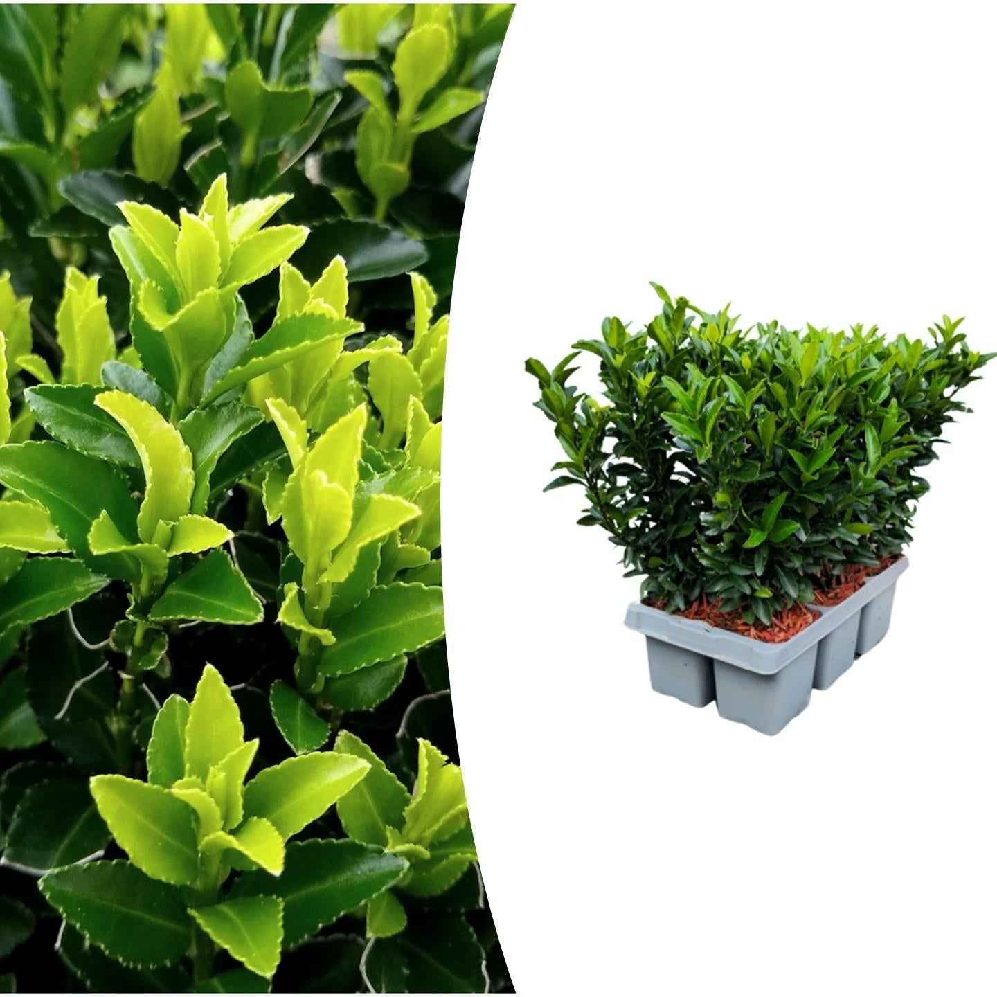 Image of Japanischer Spindelstrauch Euonymus 'Green Spire' – Ø7cm – ↕15cm – Aufrechter, winterharter Zierstrauch für Garten, Terrasse & Hecke