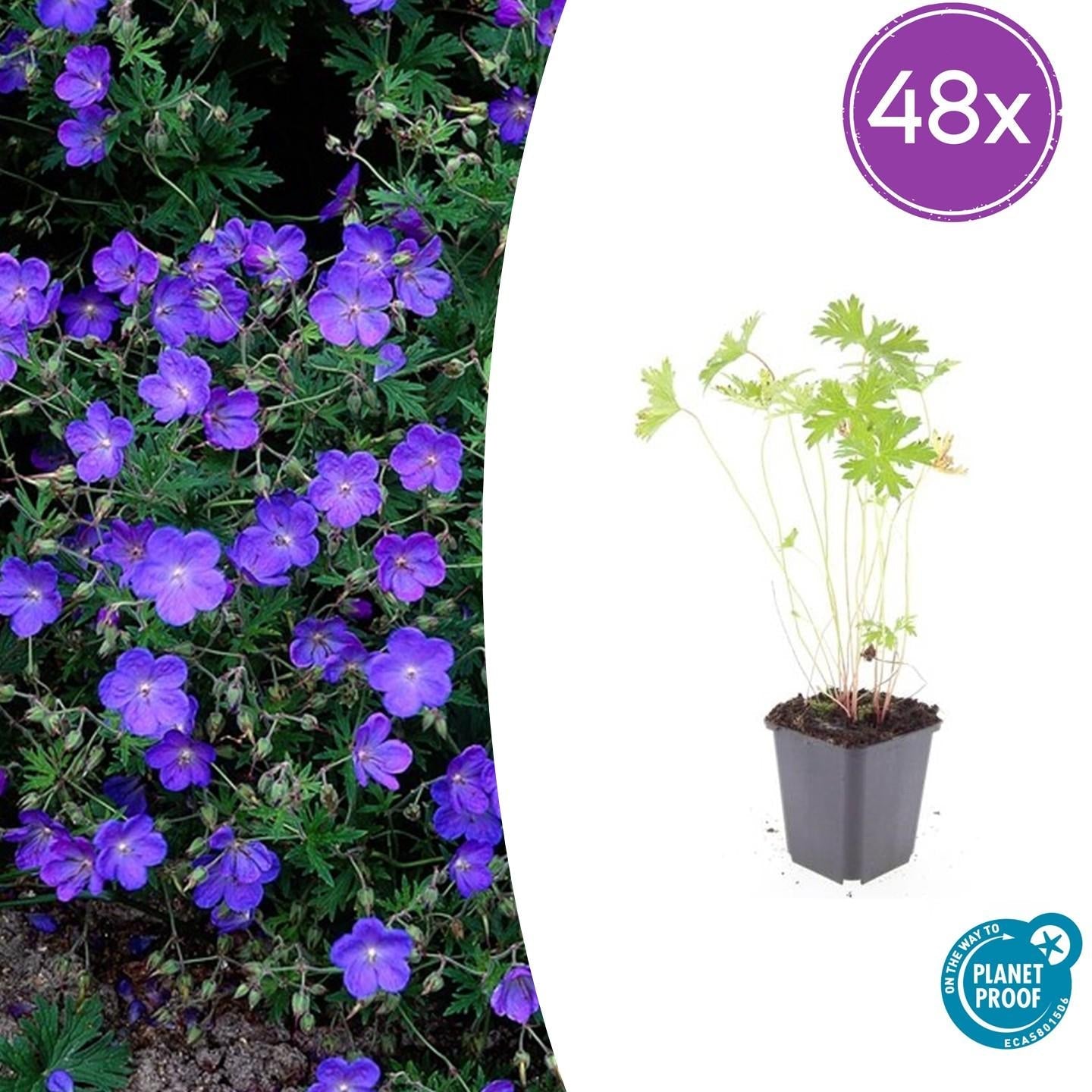 Image of Storchschnabel Geranium 'Johnson's Blue' – ↕10-25cm – Ø9cm – Winterharte Staude & Bodendecker – Leuchtend blaue Blüten-8