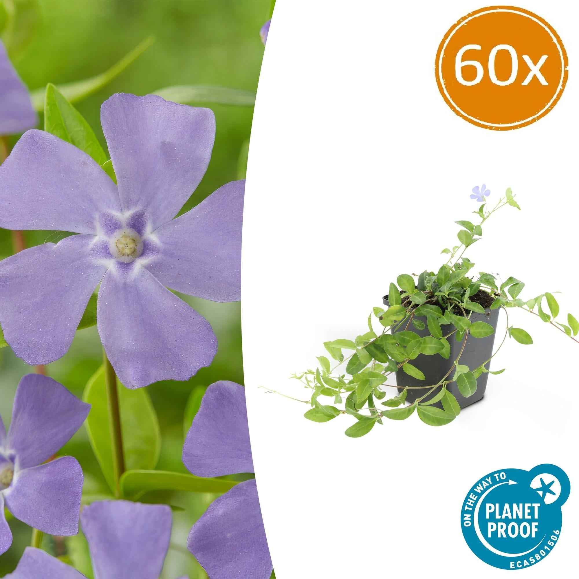 Image of Kleines Garten – Immergrün Vinca minor 'La Grave' – ↕10-25cm – Ø9cm