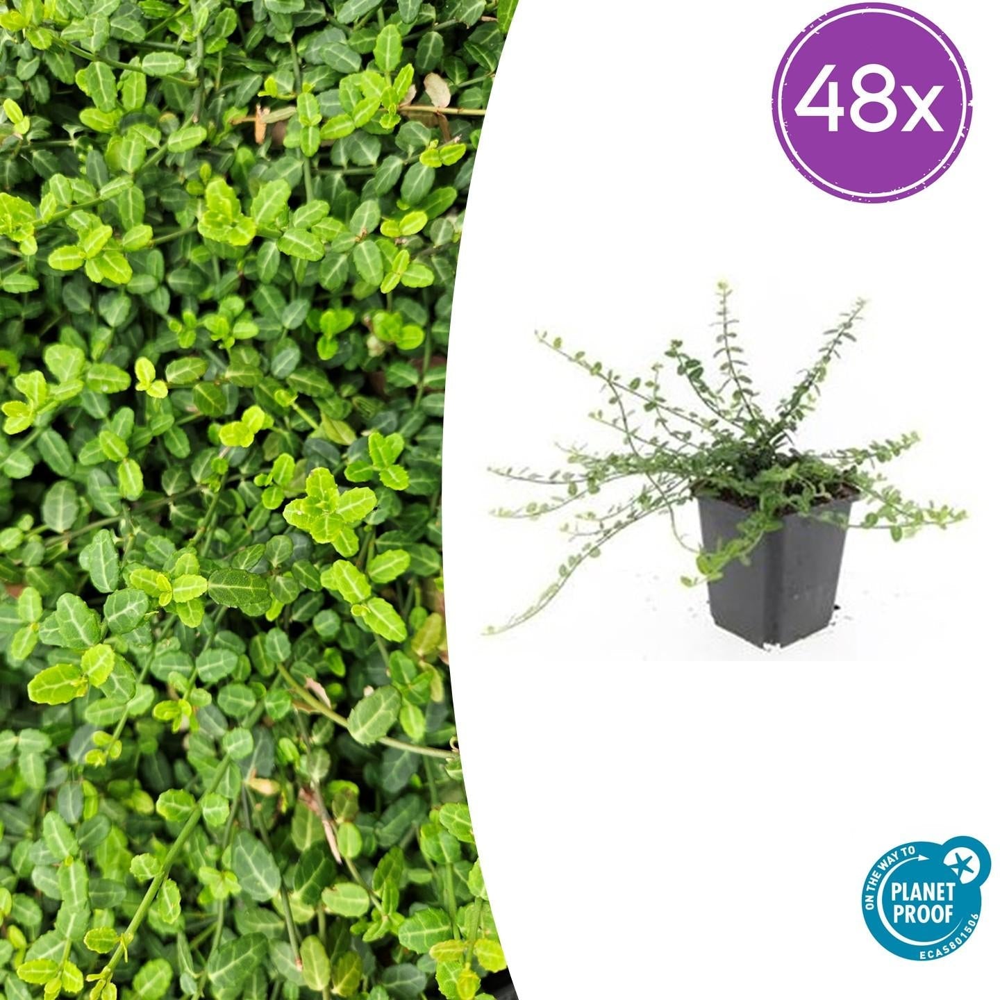 Image of Kleinblättrige Teppichspindel – Euonymus fortunei 'Minimus' – ↕10-25cm – Ø9cm – Winterhart & Pflegeleicht – Herbstfärbung-8