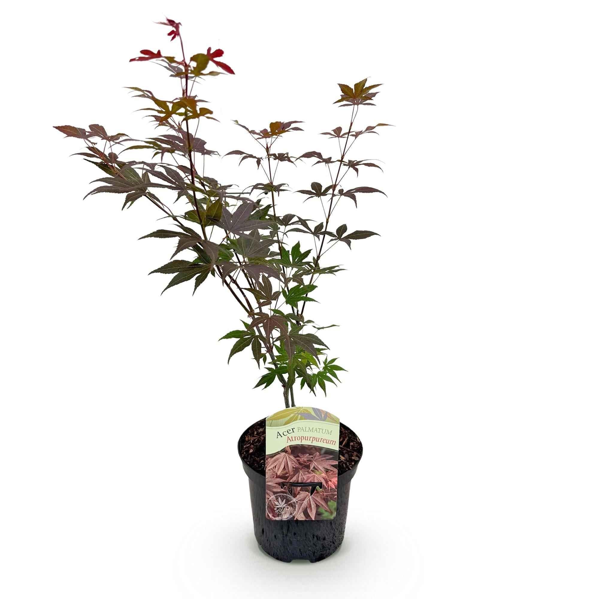 Image of Japanischer Ahorn Acer palmatum Atropurpureum – Lila Balkonpflanze – Ø19cm – Höhe ca. 70cm – Kompakter Zierahorn mit tiefviolettem Laub-2