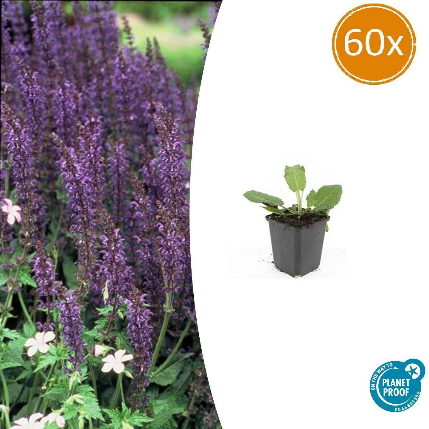 Image of Blüten – Salbei Salvia nem. 'Mainacht' – ↕10-25cm – Ø9cm – Bienenfreundlich – Blau blühend – Sonniger Standort – Pflegeleicht