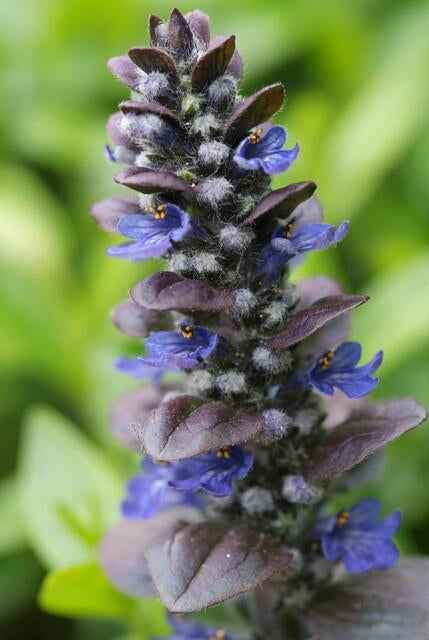 Image of Großblättriger Günsel – Ajuga reptans 'Catlin's Giant' – mit großen Blättern & blauen Blüten – Winterhart & pflegeleicht-4