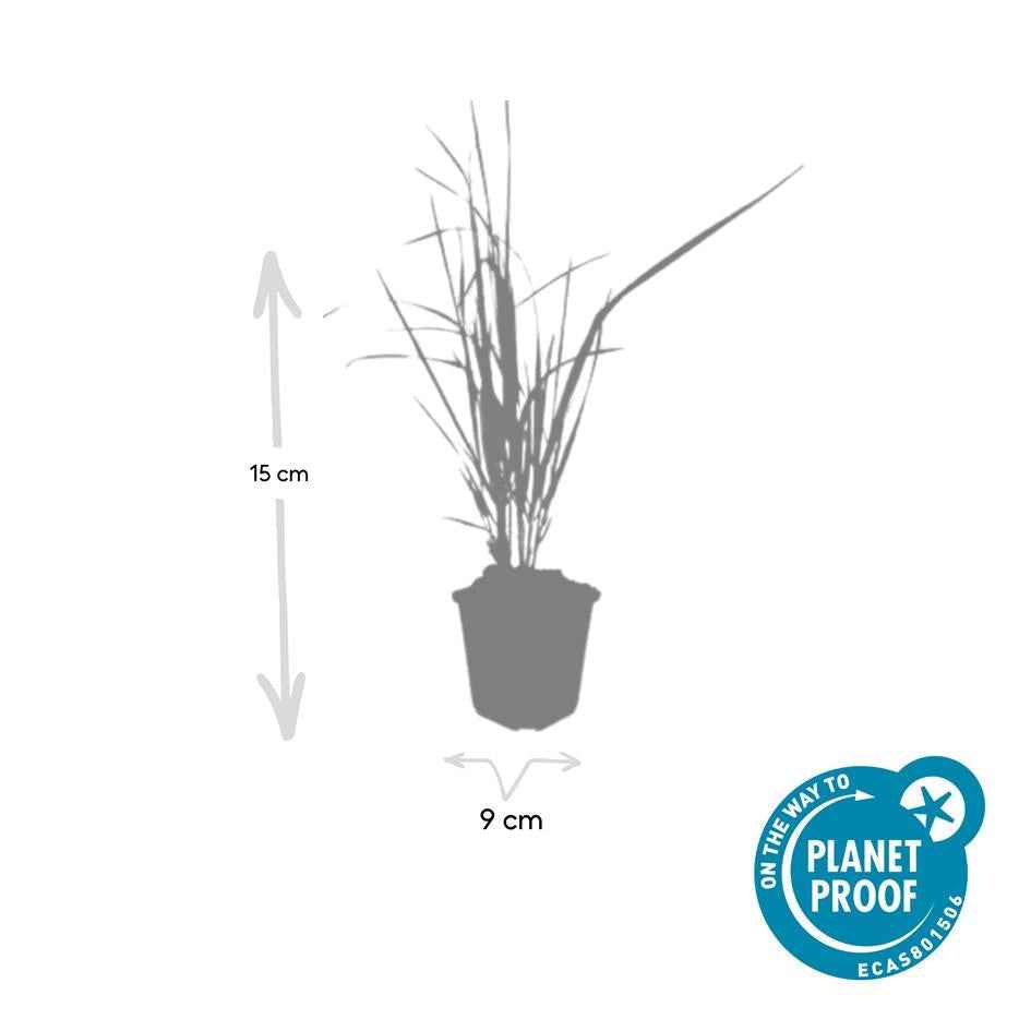 Image of Sandrohr – Calamagrostis acutiflora 'Karl Foerster' – ↕10-25cm – Ø9cm – winterhartes Ziergras, aufrecht wachsend-4