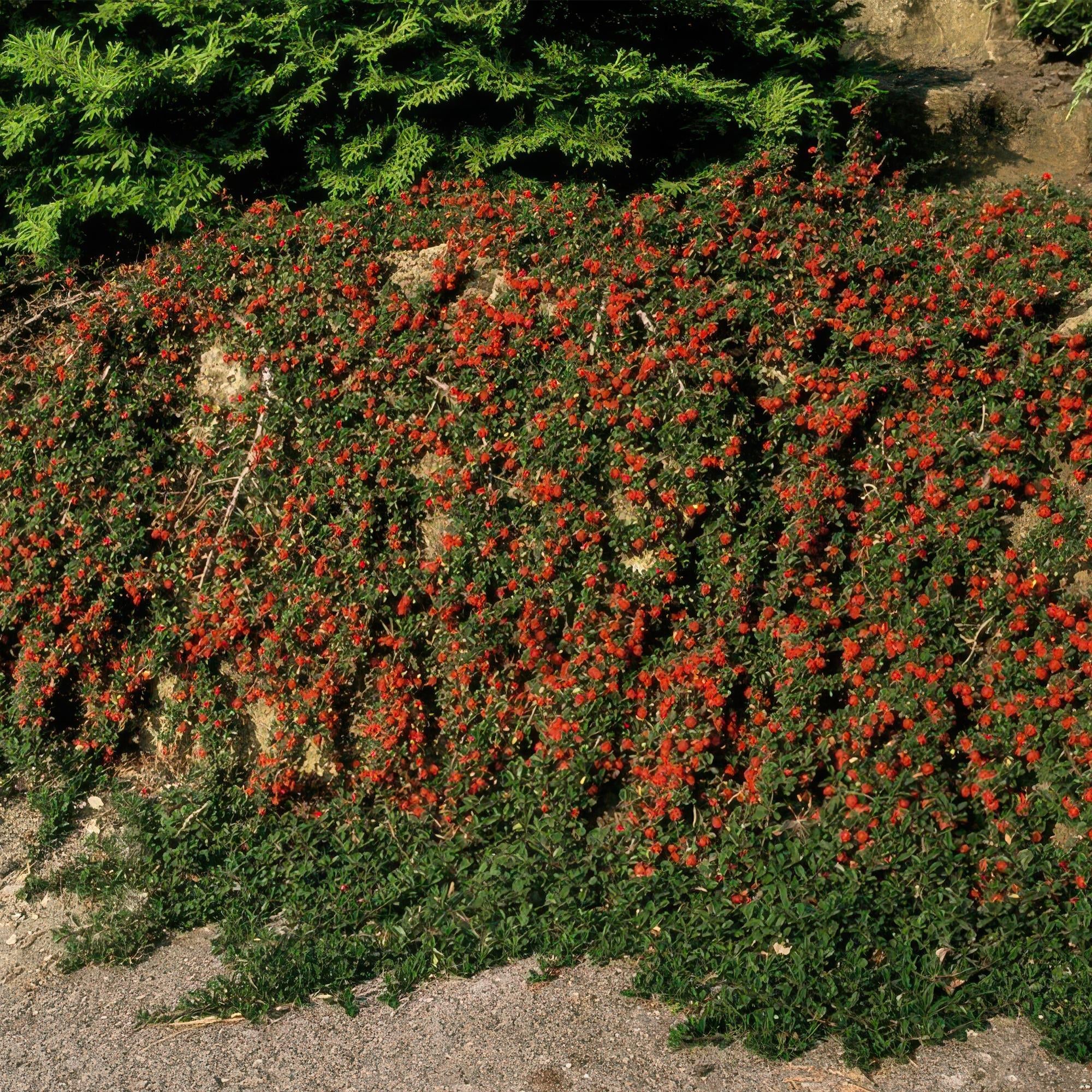 Image of Cotoneaster prostratus 'Queen of Carpets' – Flacher, winterharter Bodendecker – ↕10-25cm – Ø9cm – Weiße Blüten & Herbstbeeren-5