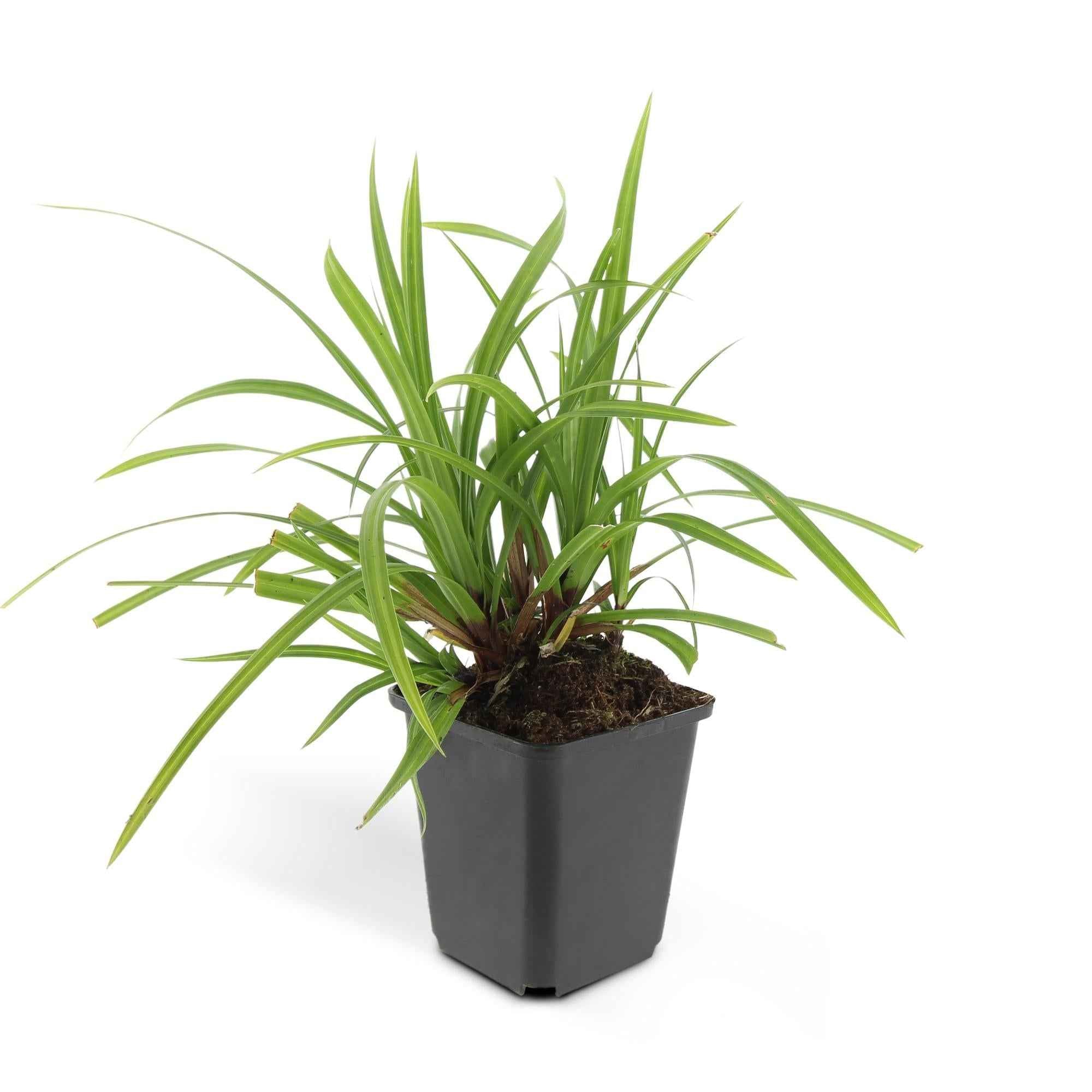Image of Grünblättrige Segge Carex morrowii 'Irish Green' – ↕10-25cm – Ø9cm – Immergrün – Pflegeleicht – Schattentauglich