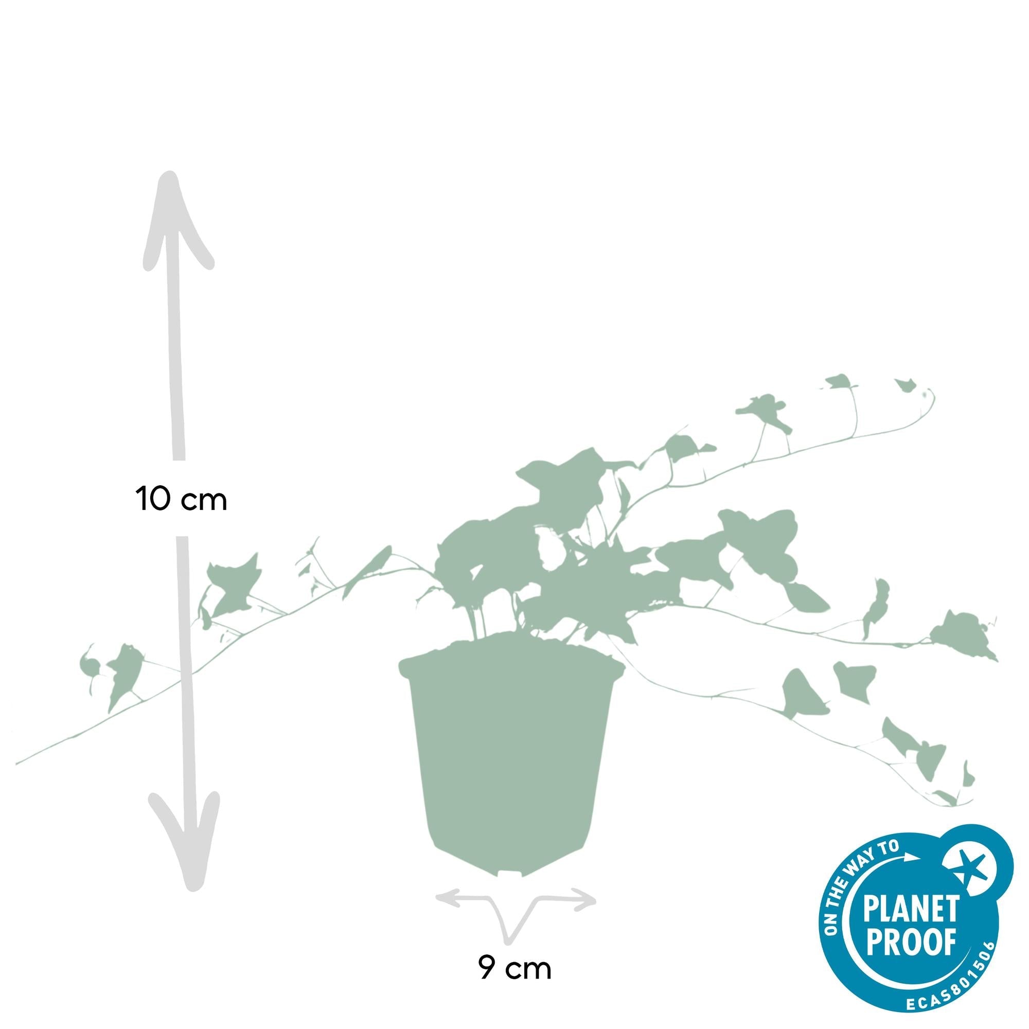 Image of Hedera helix 'Glacier' – Bunter Efeu – ↕10-25cm – Ø9cm – Immergrüner Kletter – & Bodendecker – Pflegeleicht & winterhart-3