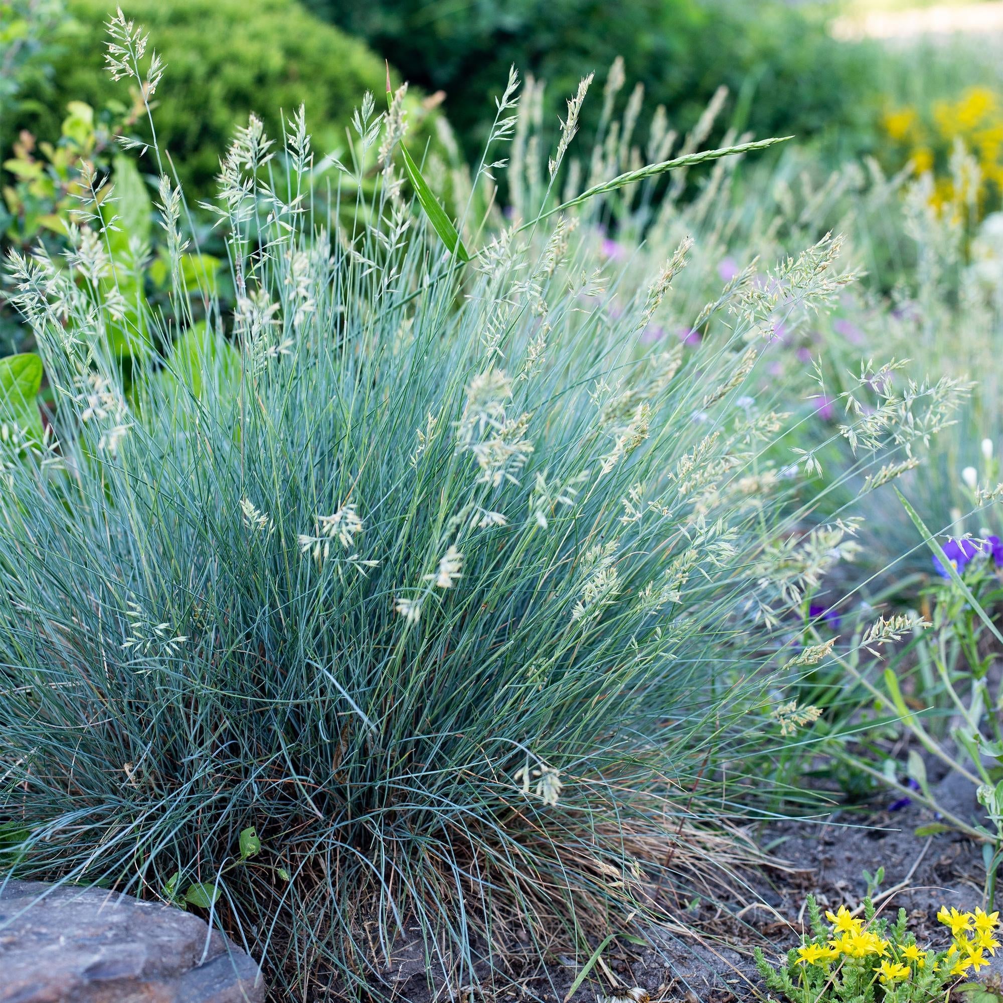 Image of Blauschwingel Festuca glauca Intense Blue – Ø17cm – Immergrün – Pflegeleicht – Blaugrüne Ziergras – Höhe ca. 50cm-4