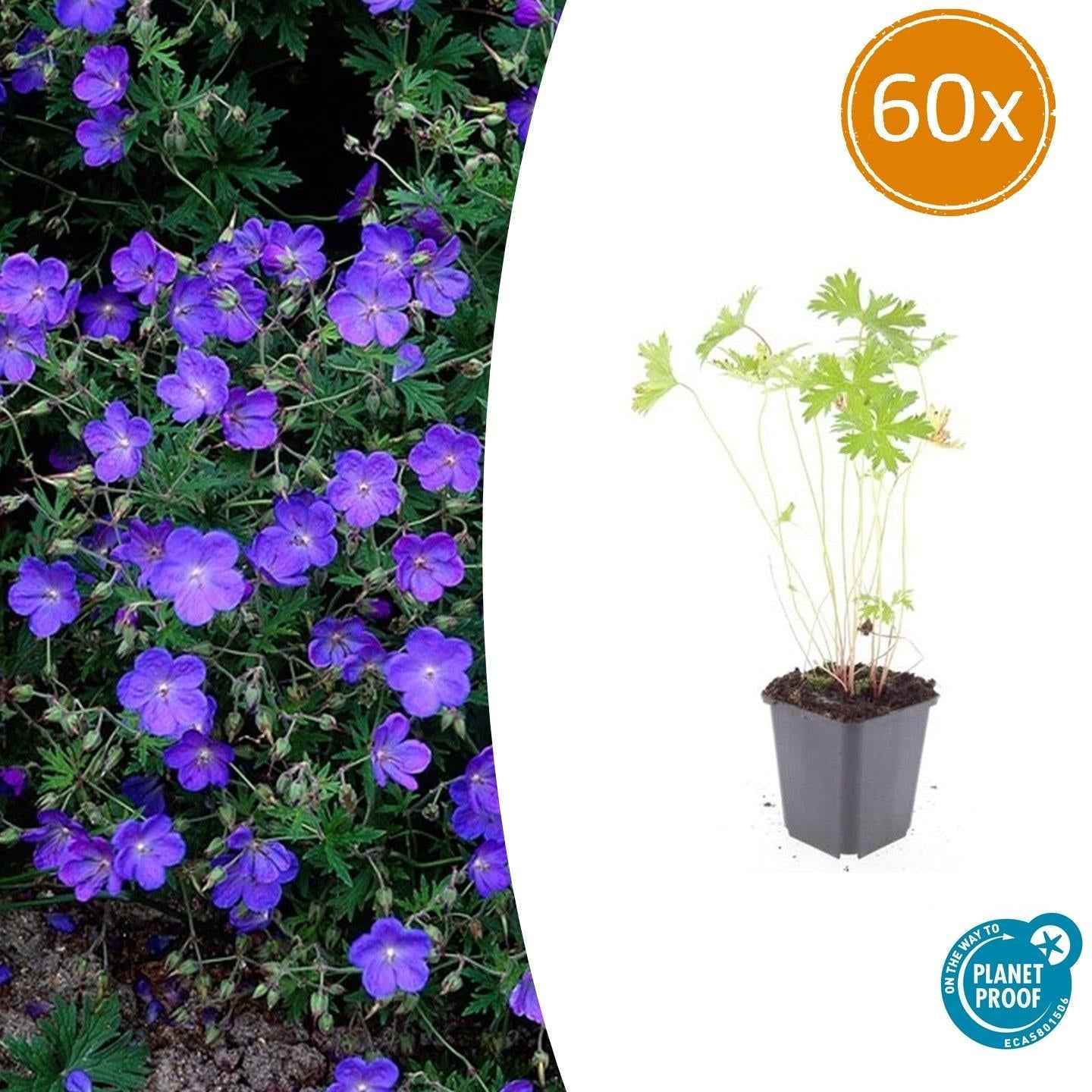 Image of Storchschnabel Geranium 'Johnson's Blue' – ↕10-25cm – Ø9cm – Winterharte Staude & Bodendecker – Leuchtend blaue Blüten-0