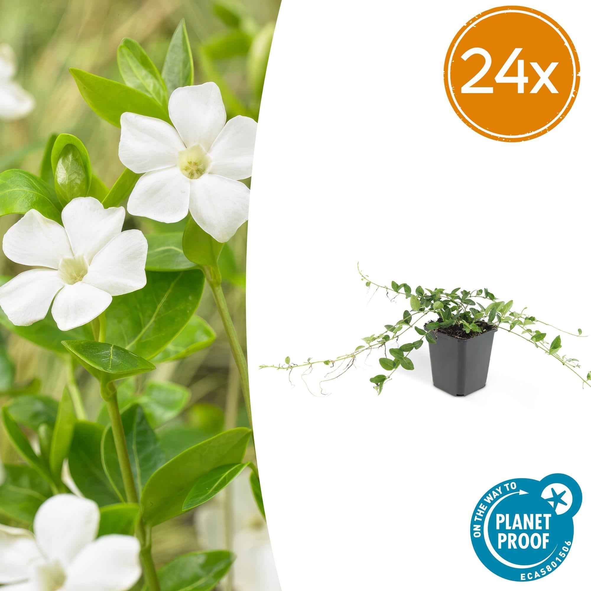 Image of Vinca minor ‘Alba’ – ↕10-25cm – Ø9cm – Bodendecker – Weiße Blüten – Sonne & Schatten – Pflegeleicht & Robust-2