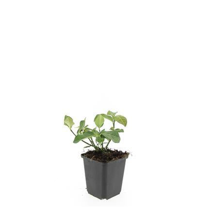 Image of Spindelstrauch – Euonymus fortunei 'Dart's Blanket' – ↕10-25cm – Ø9cm – Schattentolerant – Winterhart – Pflegeleicht-7
