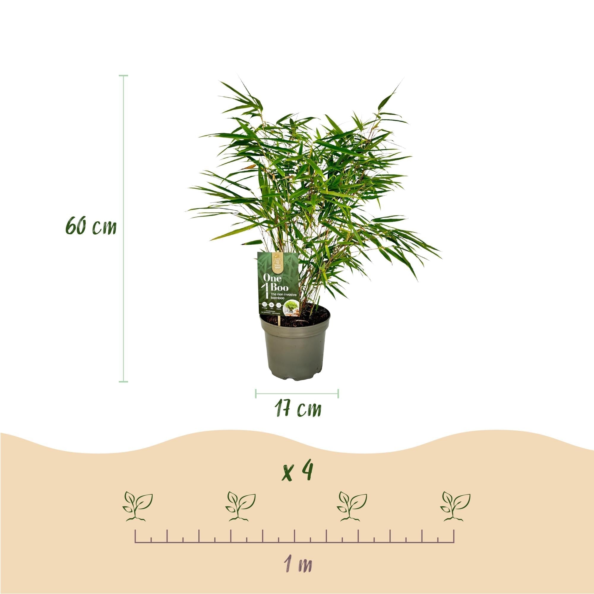Image of Bambus Fargesia rufa – Immergrün – Nicht ausbreitend – Grüner Bambus für Hecke, Garten & Terrasse – Ø17cm Höhe ca. 60cm-4
