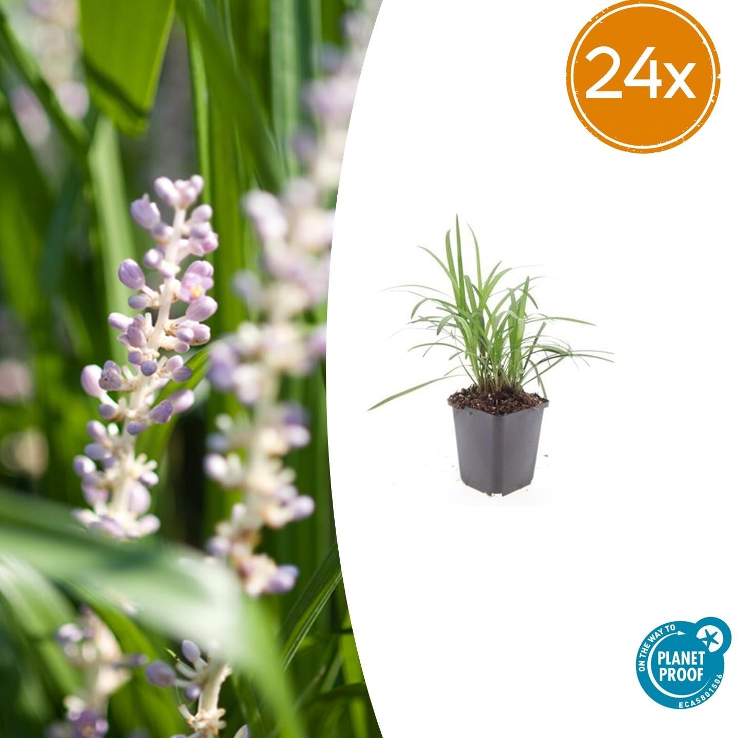 Image of Glöckchentraube Liriope muscari 'Monroe White' – ↕10-25cm – Ø9cm – Immergrün & winterhart – Bodendecker & Beetpflanze-7