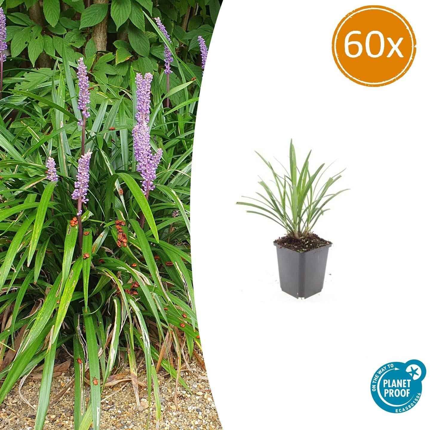 Image of Lilientraube Liriope muscari 'Ingwersen' – ↕10-25cm – Ø9cm –, Immergrün, Violette Blüten, Winterhart, Pflegeleicht