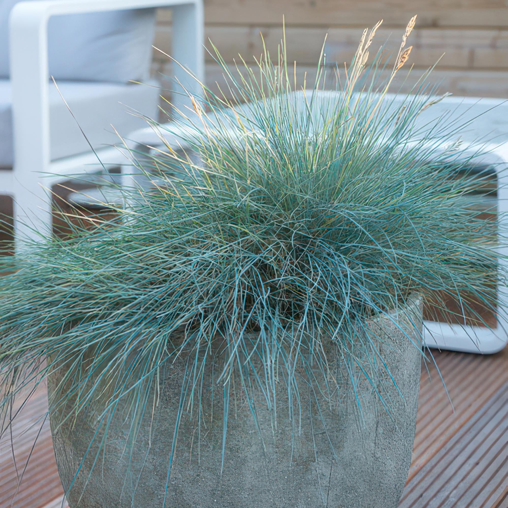 Image of Blau – Schwingel – Festuca glauca 'Elijah Blue' – ↕10-25cm – Ø9cm – Ziergras – graues Gras – Pflegeleicht & Winterhart-5
