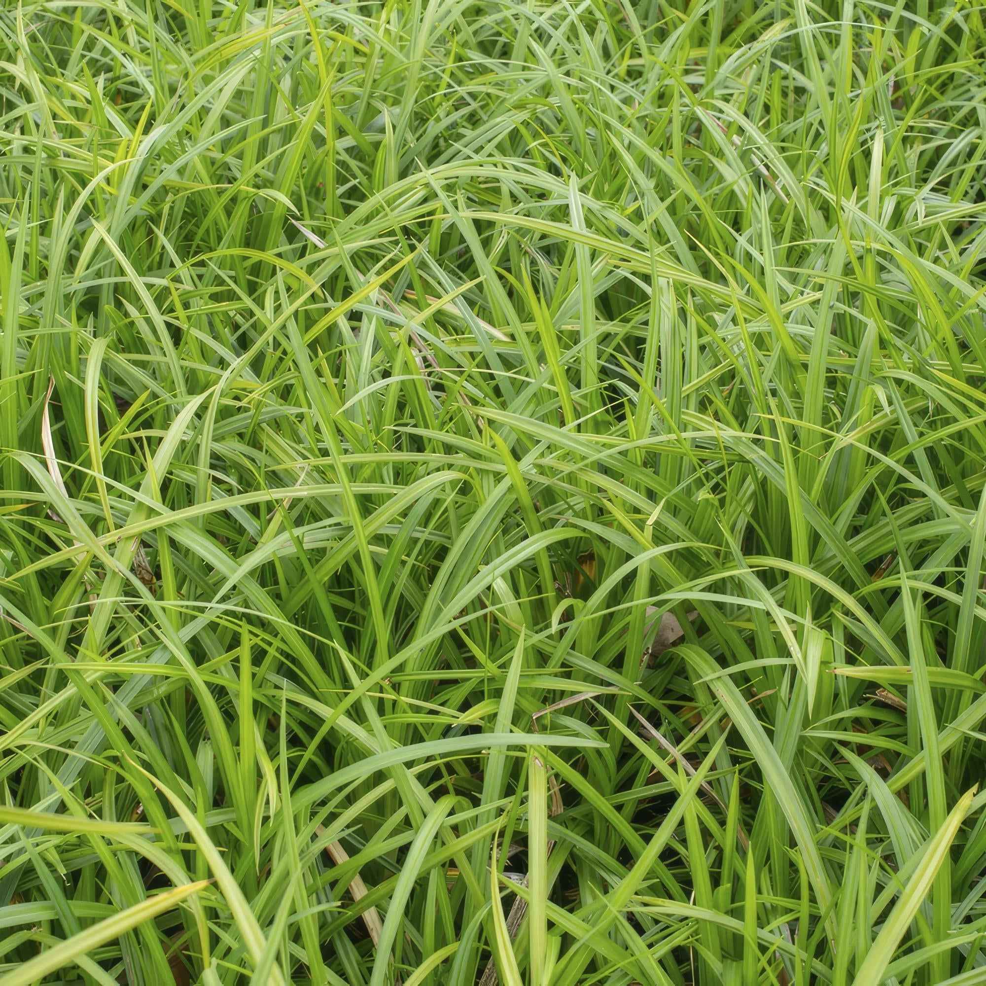 Image of Grünblättrige Segge Carex morrowii 'Irish Green' – ↕10-25cm – Ø9cm – Immergrün – Pflegeleicht – Schattentauglich