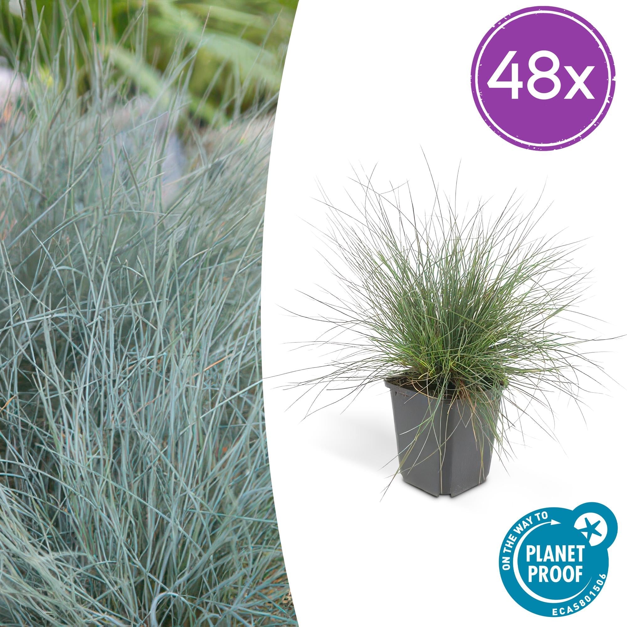 Image of Blau – Schwingel – Festuca glauca 'Elijah Blue' – ↕10-25cm – Ø9cm – Ziergras – graues Gras – Pflegeleicht & Winterhart-8