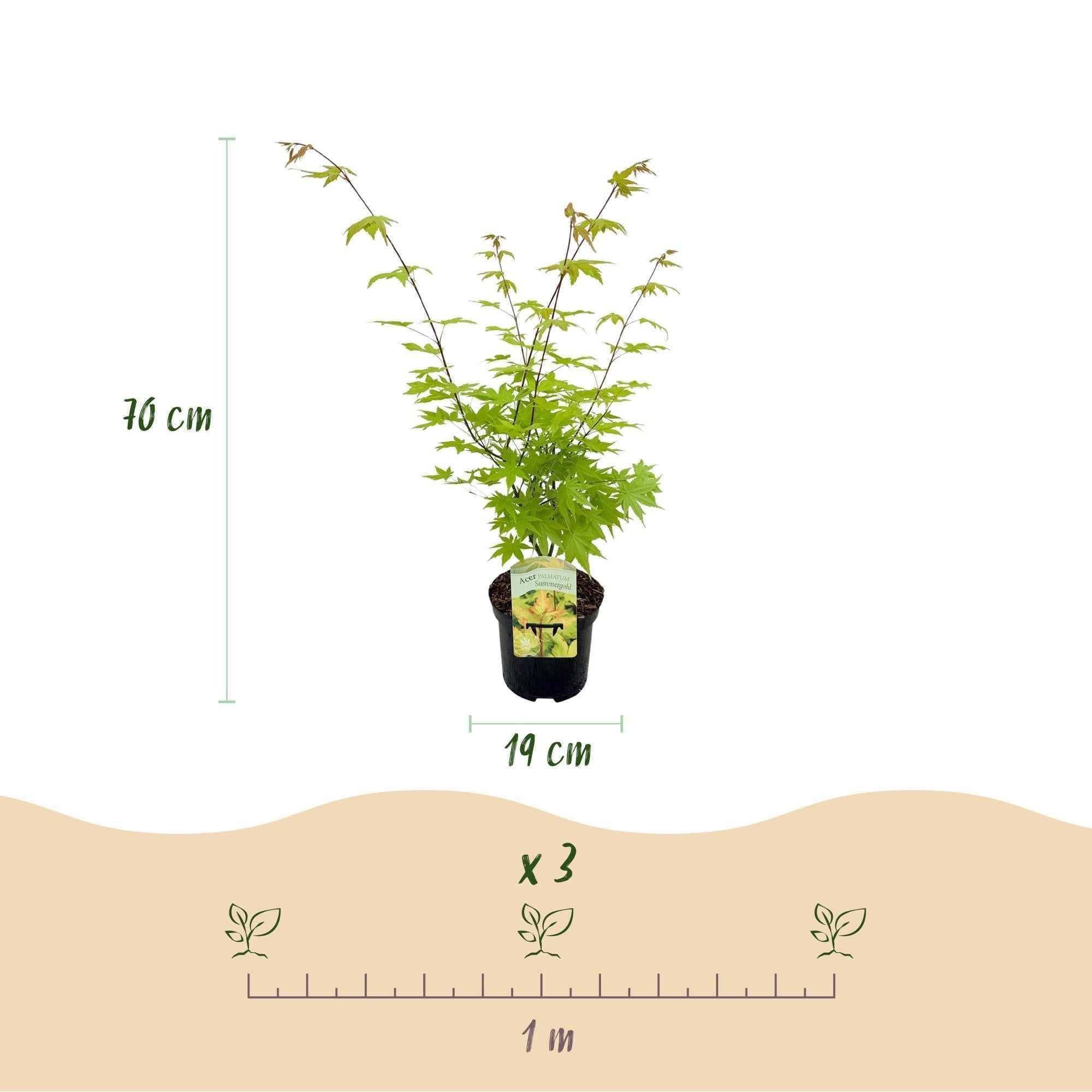 Image of Japanischer Ahorn – Acer palmatum 'Summergold' – ca. 70cm hoch – Ø19cm – goldgelbes Laub – Balkon – & Gartenpflanze-4