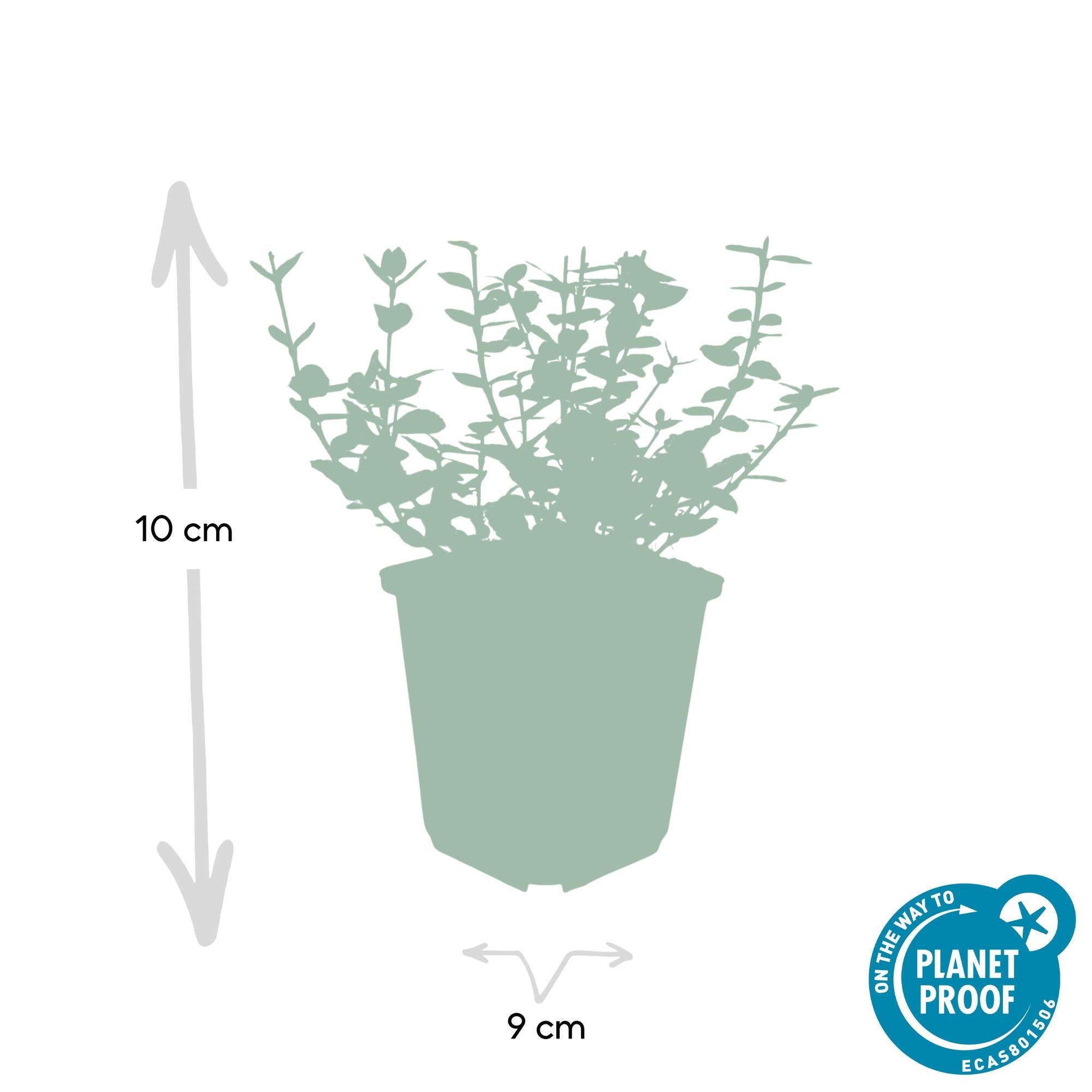 Image of Euonymus fortunei 'Emerald Gaiety' – Immergrüner Zierstrauch mit silberbunten Blättern – ↕10-25cm – Ø9cm – Pflegeleicht & winterhart-4