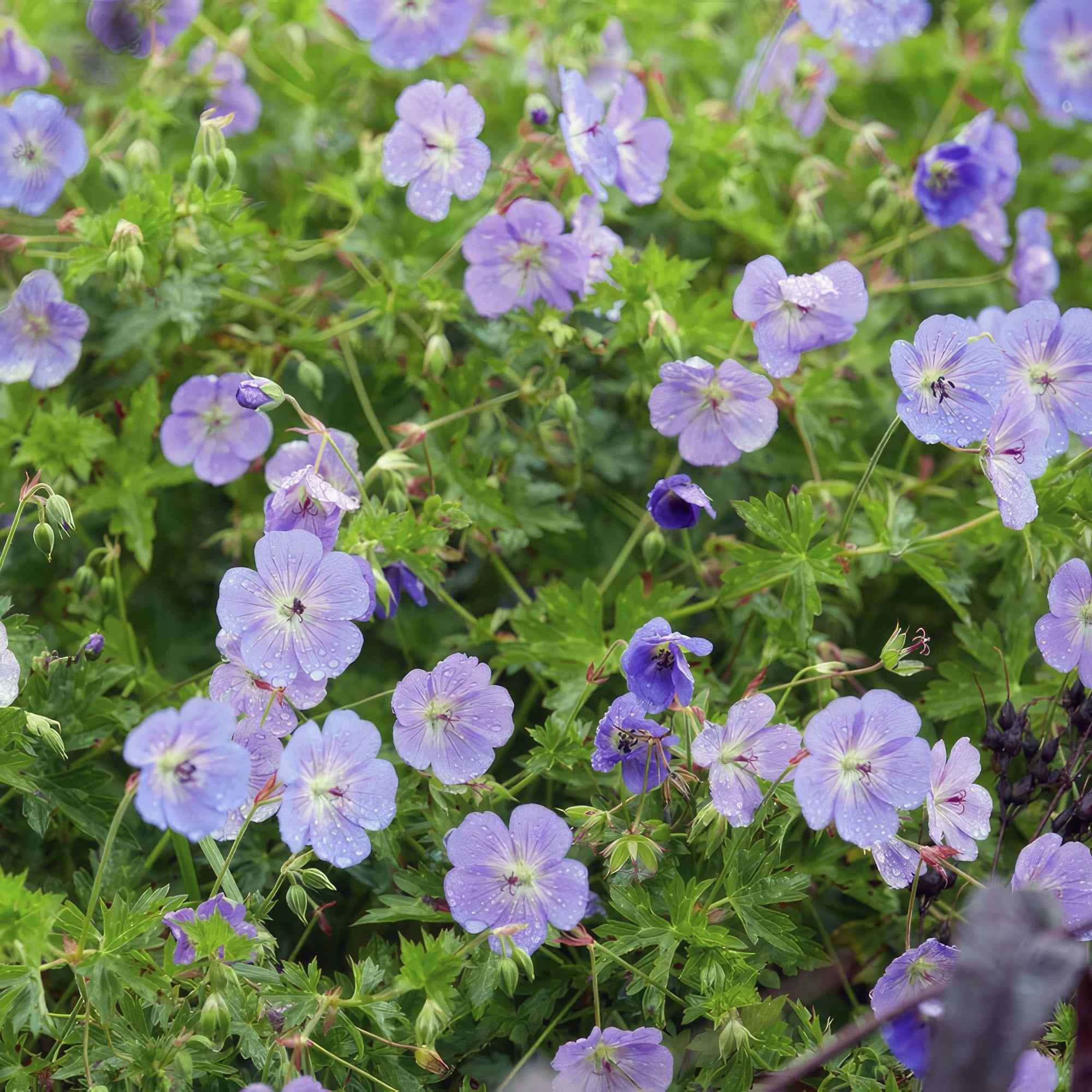 Image of Geranium Rozanne – Blühender Bodendecker – ↕10-25cm – Ø9cm – Langanhaltende Blüte von Mai bis Herbst – Pflegeleicht & winterhart-1