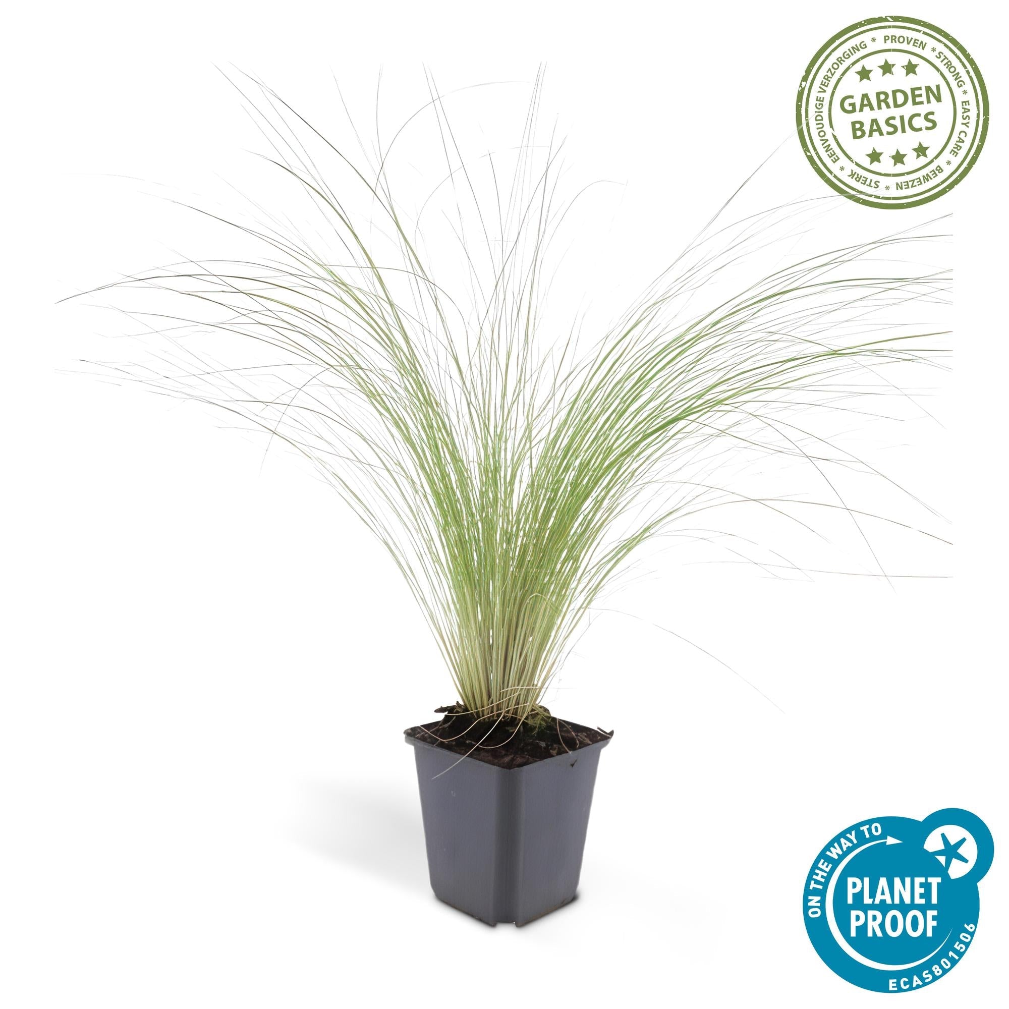 Image of Stipa tenuissima ‘Ponytails’ – ↕10-25cm – Ø9cm – Feinhaariges Ziergras – Luftig & Verspielt – Sonne – Pflegeleicht & Robust-4
