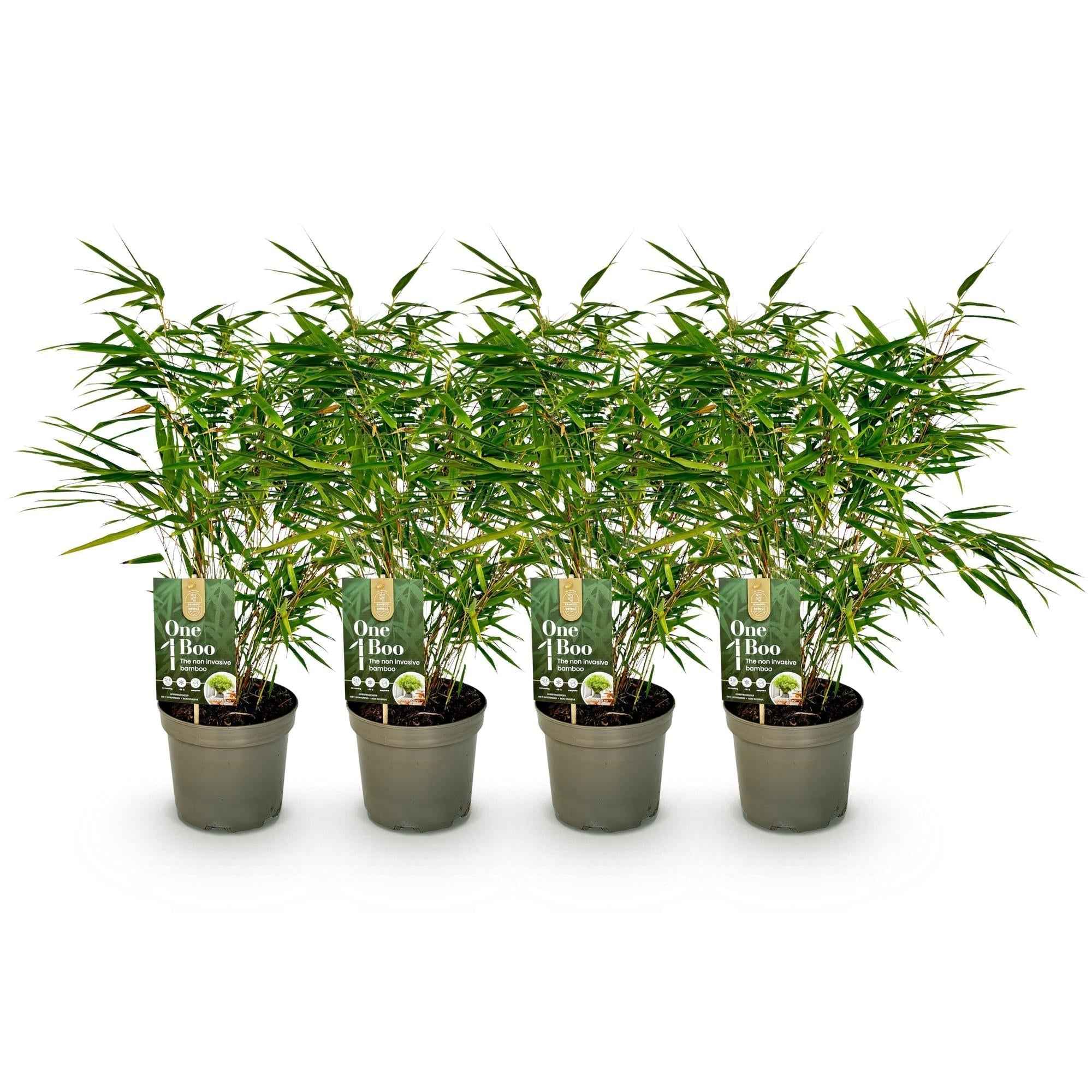 Image of Bambus Fargesia rufa – Immergrün – Nicht ausbreitend – Grüner Bambus für Hecke, Garten & Terrasse – Ø17cm Höhe ca. 60cm-0