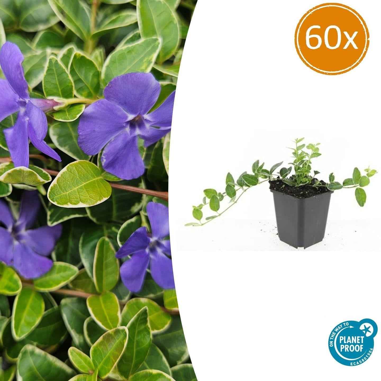Image of Kleinblättriges Immergrün Vinca minor 'Ralph Shugert' – ↕10-25cm – Ø9cm – Lavendelfarbene Blüten – Immergrün & pflegeleicht-0