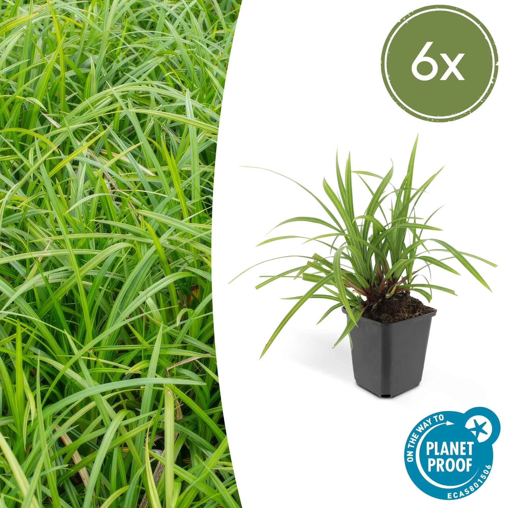 Image of Grünblättrige Segge Carex morrowii 'Irish Green' – ↕10-25cm – Ø9cm – Immergrün – Pflegeleicht – Schattentauglich