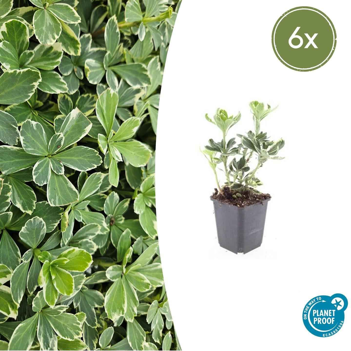 Image of Schattengrün Pachysandra terminalis 'Variegata' – ↕10-25cm – Ø9cm – Cremeweiße Blätter-2