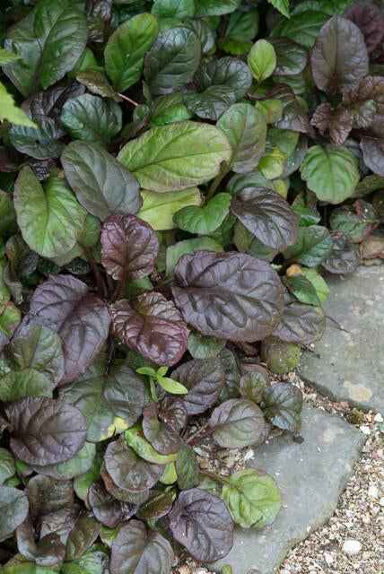 Image of Großblättriger Günsel – Ajuga reptans 'Catlin's Giant' – mit großen Blättern & blauen Blüten – Winterhart & pflegeleicht-1