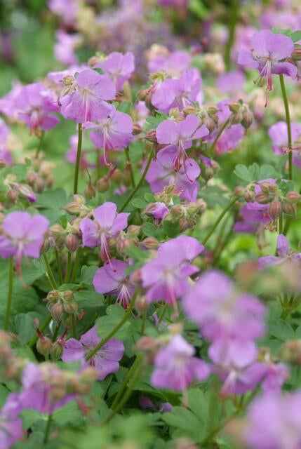 Image of Storchschnabel Geranium cantabrigiense 'Cambridge' – ↕10-25cm – Ø9cm – Pflegeleicht