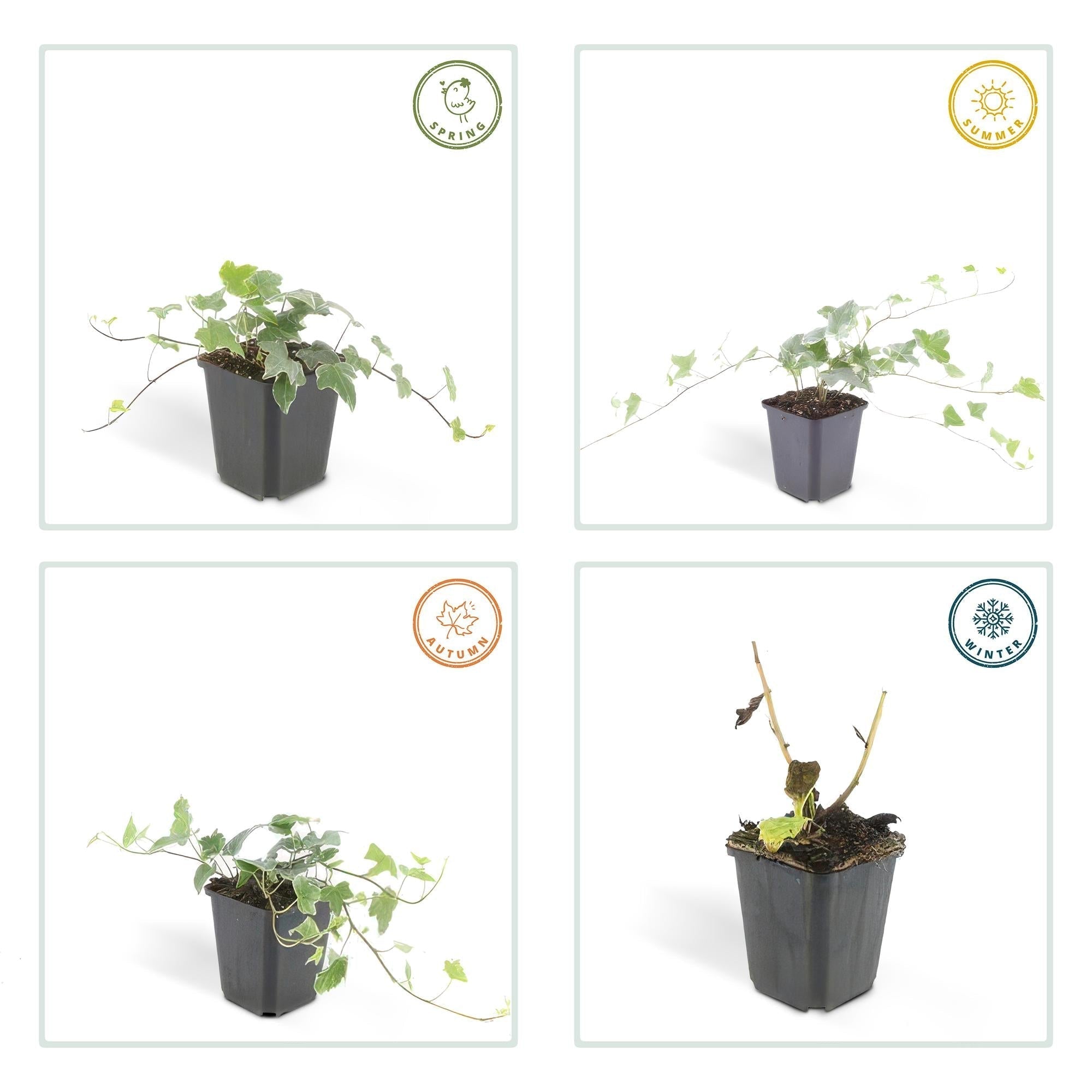 Image of Hedera helix 'Glacier' – Bunter Efeu – ↕10-25cm – Ø9cm – Immergrüner Kletter – & Bodendecker – Pflegeleicht & winterhart-5