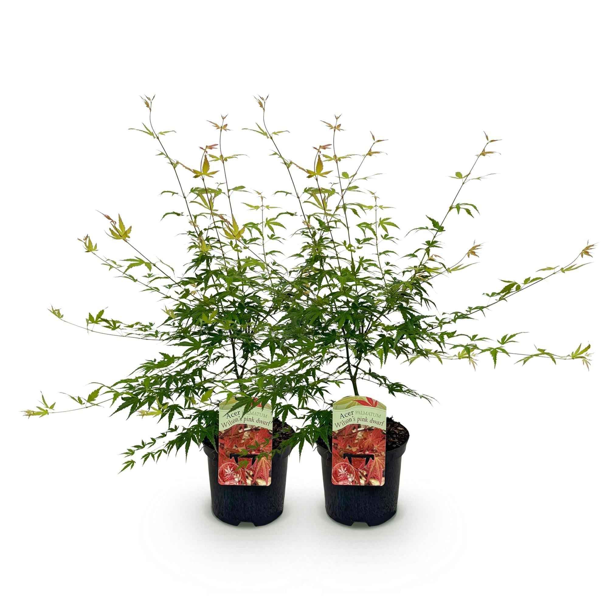 Image of Japanischer Ahorn – Acer palmatum 'Pink Dwarf' – ca. 70cm hoch – Ø19cm – rosa Frühlingslaub – kompakte Balkon – & Gartenpflanze-0