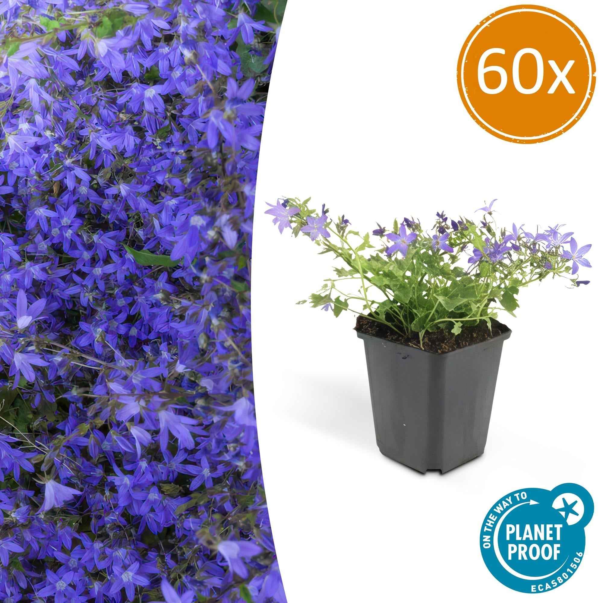 Image of Campanula poscharskyana 'Stella' – Hängepolster – Glockenblume – Blaue Blüten – ↕10-25cm – Ø9cm – Überhängend & pflegeleicht-0