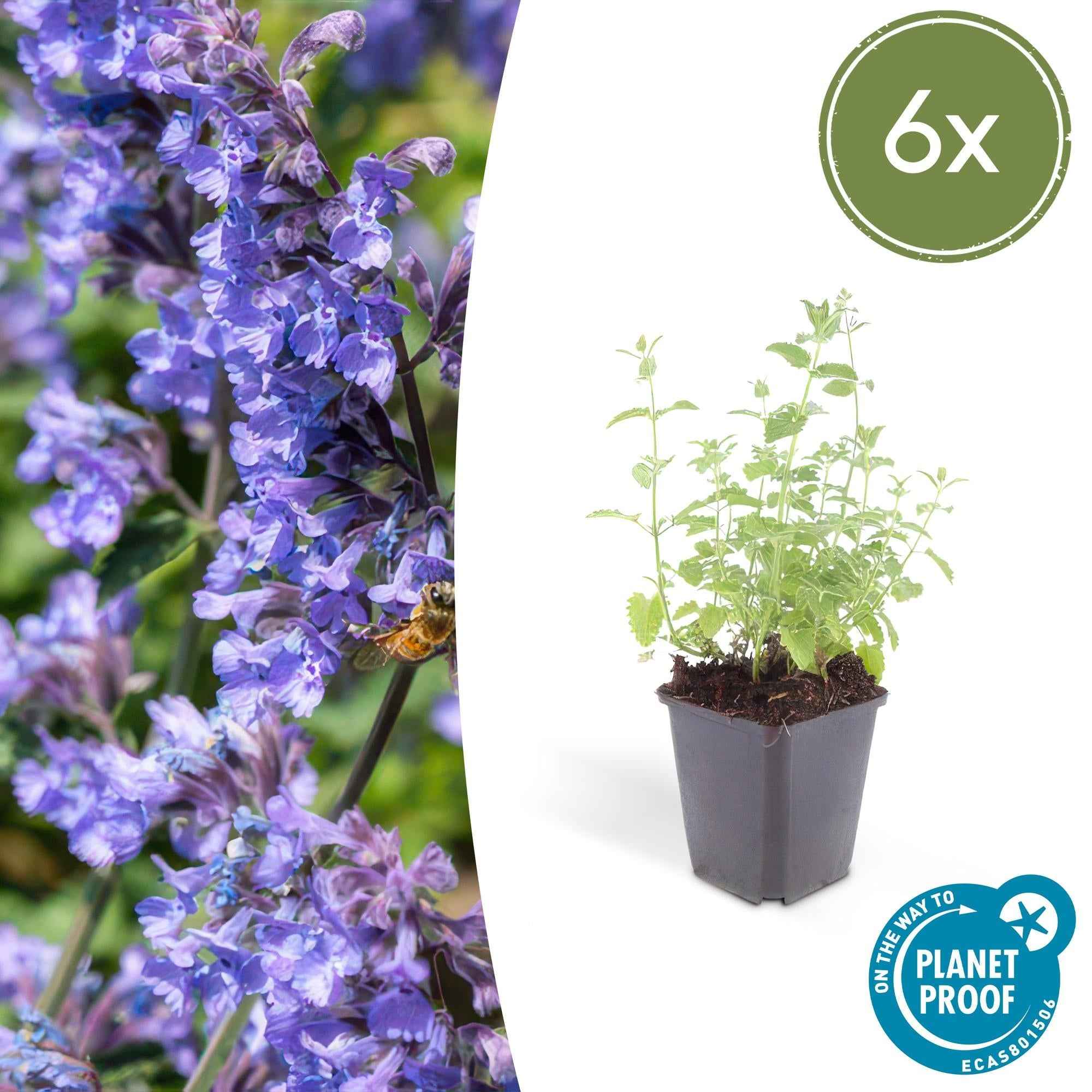 Image of Katzenminze – Nepeta 'Six Hills Giant' – ↕10-25cm – Ø9cm – Lila – blühende Staude – Bienen & Schmetterlinge – Sonnig & Pflegeleicht-2