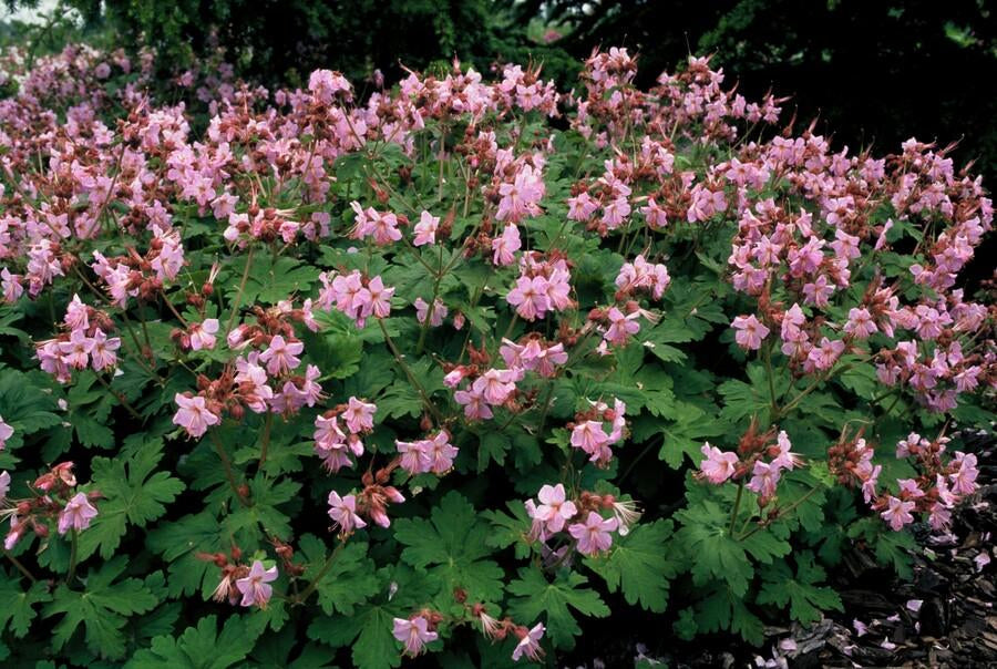 Image of Balkan – Storchschnabel Geranium macr. 'Ingwersen's Var.' – ↕10-25cm – Ø9cm – mit zartrosafarbenen Blüten-5
